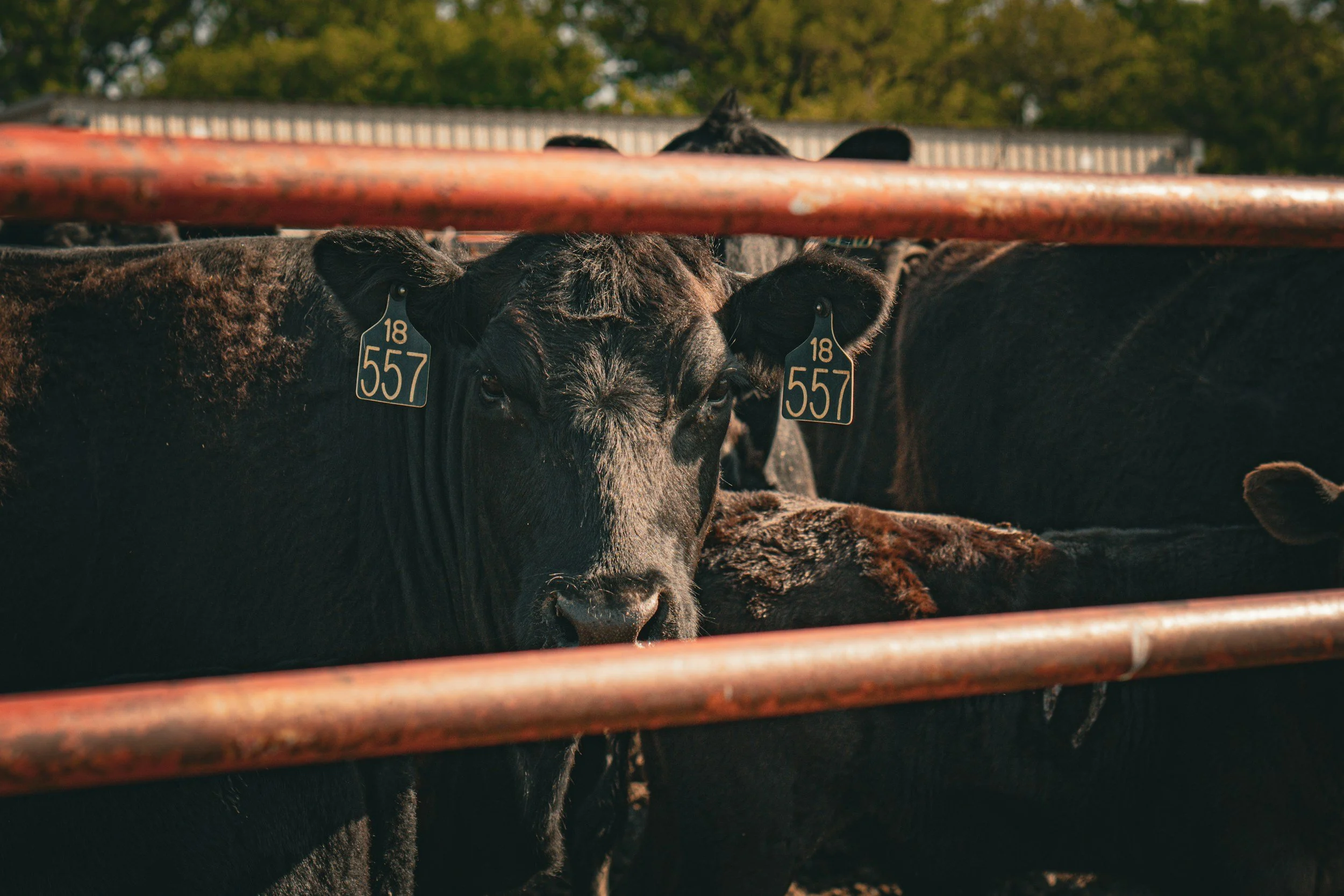 Black cattle behind a rusty metal fence on a farm with green trees in the background.
