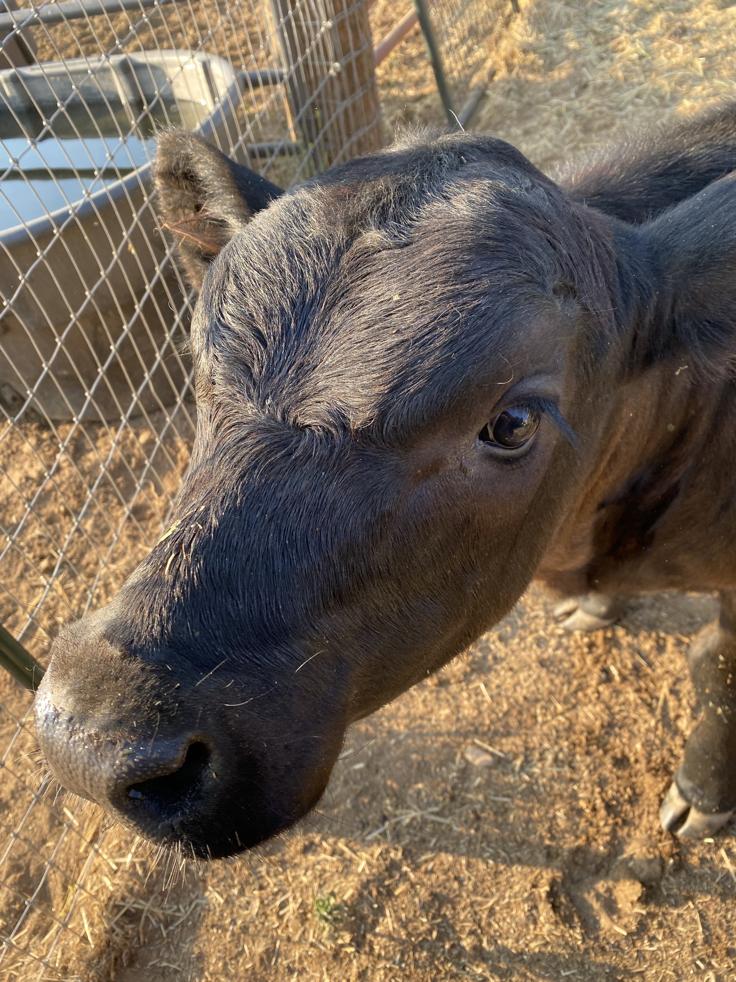 Close-up of a black calf's face and nose near a metal fence, with dirt ground underneath.