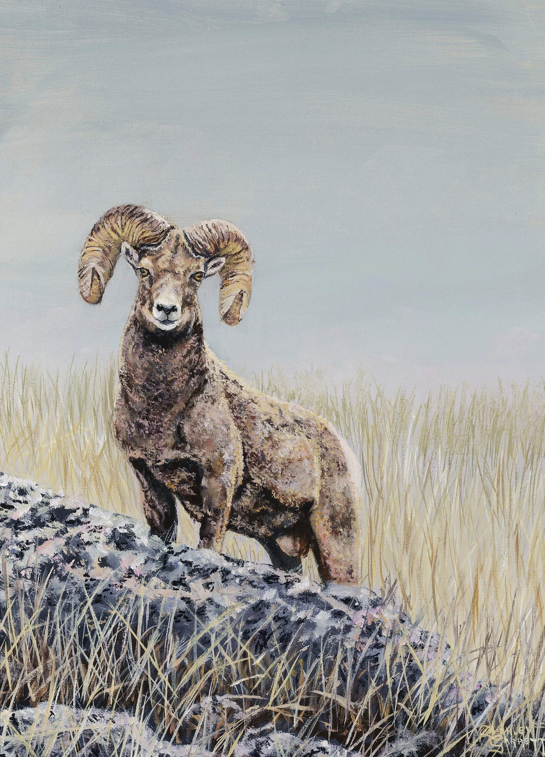 Bighorn Sheep on Antelope Island
12" x 16"
Oil on Linen