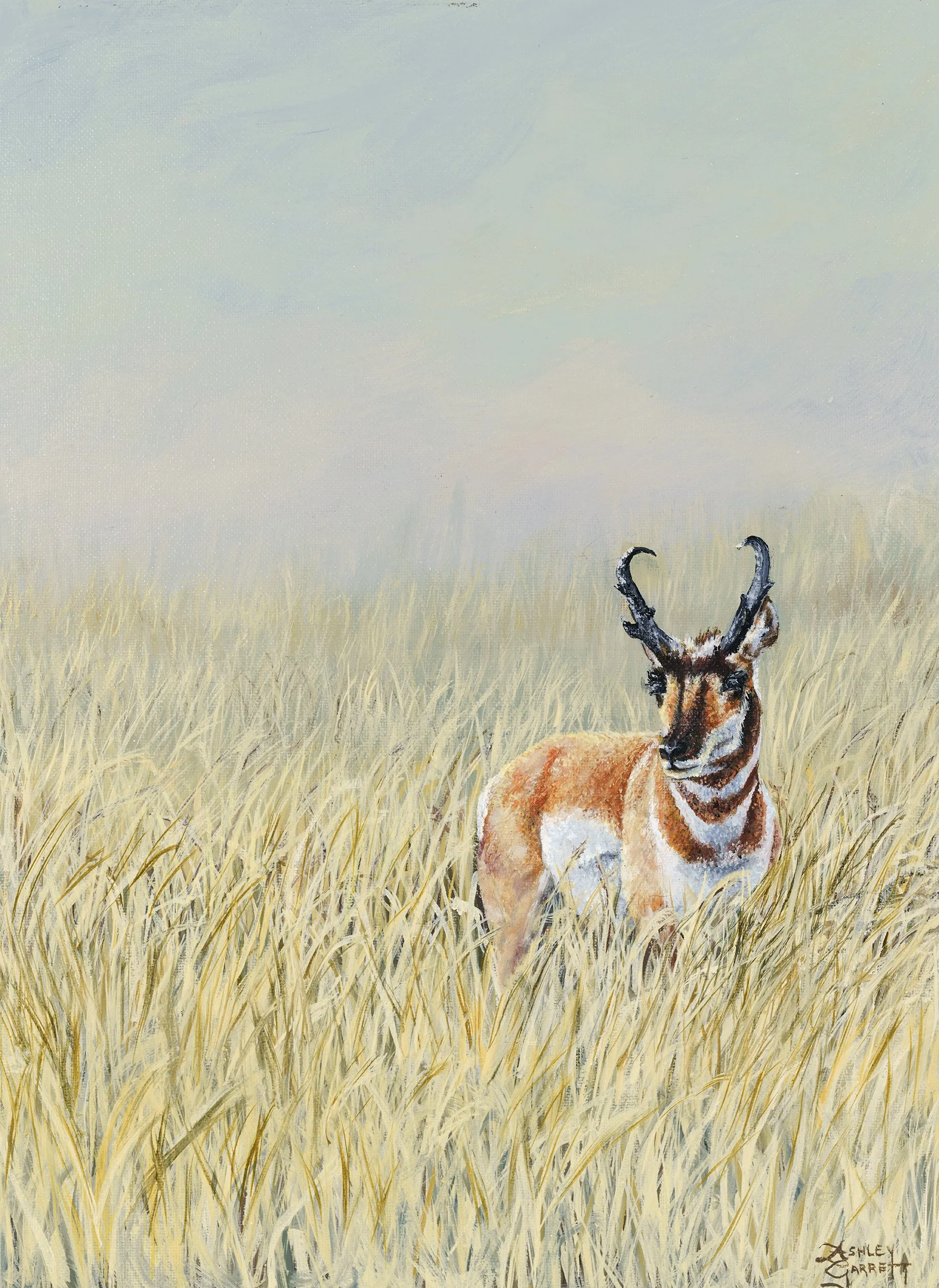 Antelope of Antelope Island
12" x 16"
Oil on Linen