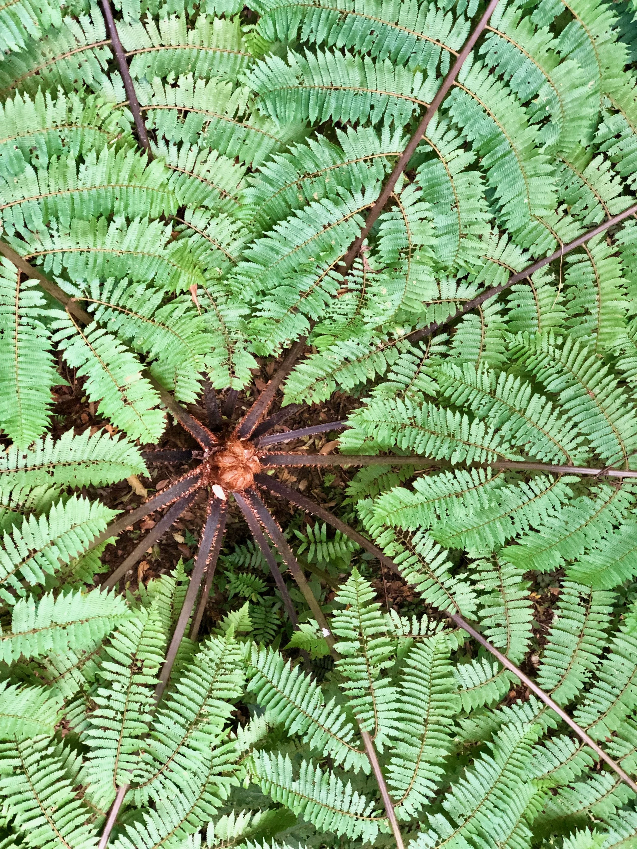 Regenerative Futures, Imagining Alternatives, Transforming Systems Conference