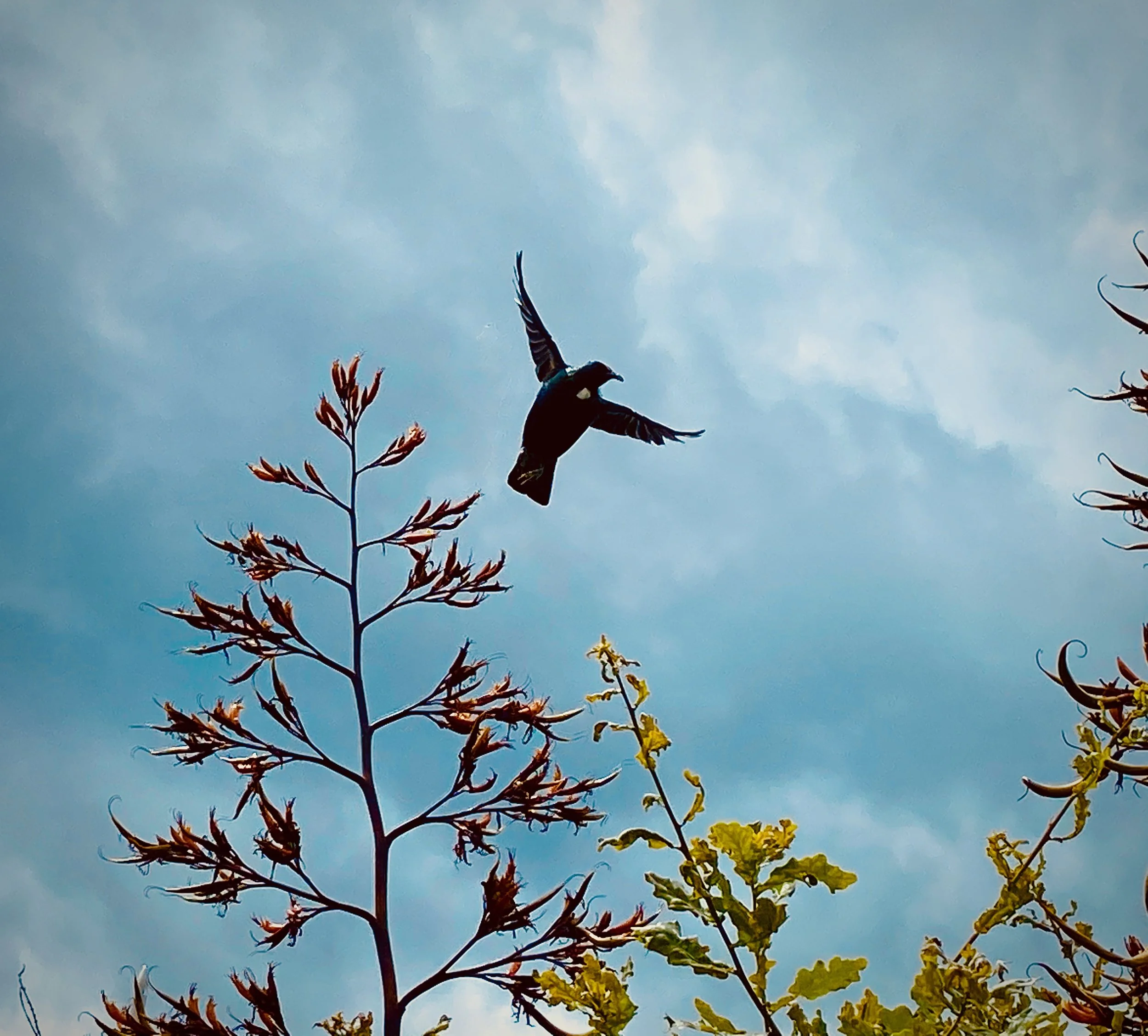 Climate and Energy Finance Group