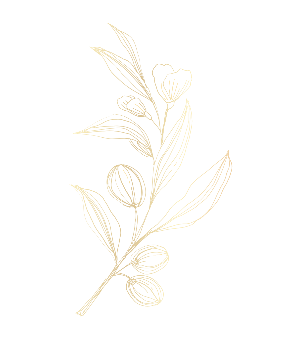 A decorative gold line drawing of a flowering plant with leaves and oval-shaped buds or flowers on a black background.