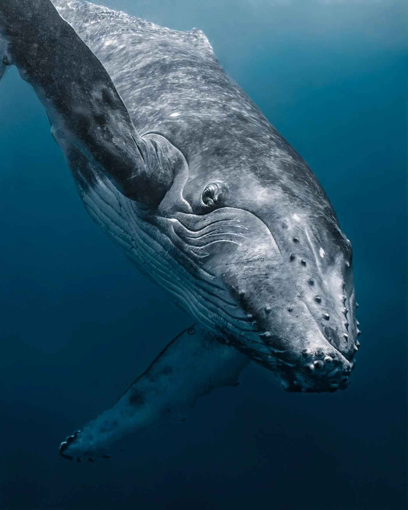 A whale shark swimming underwater, showing its large head and dorsal fin against a blue ocean background.