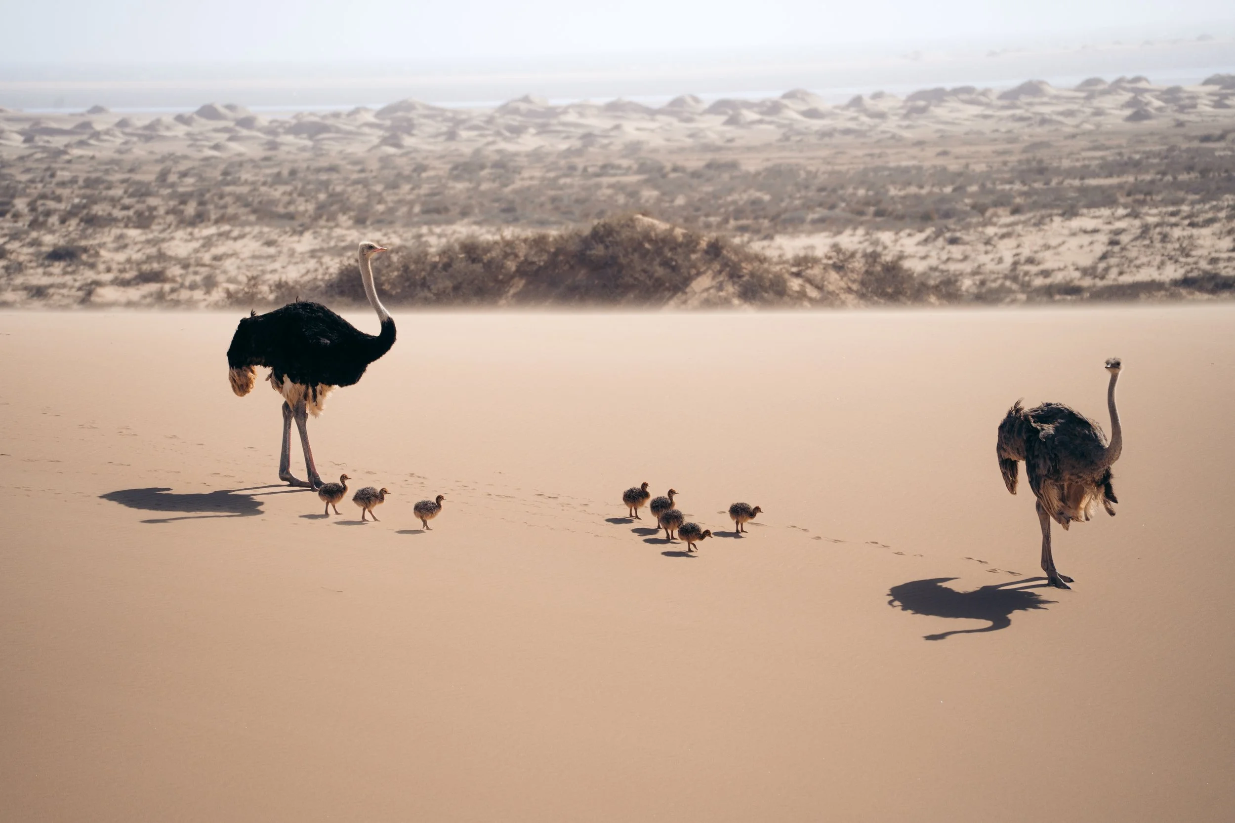 A group of ostriches walking on a desert-like landscape with a few chicks following them, under a hazy sky.