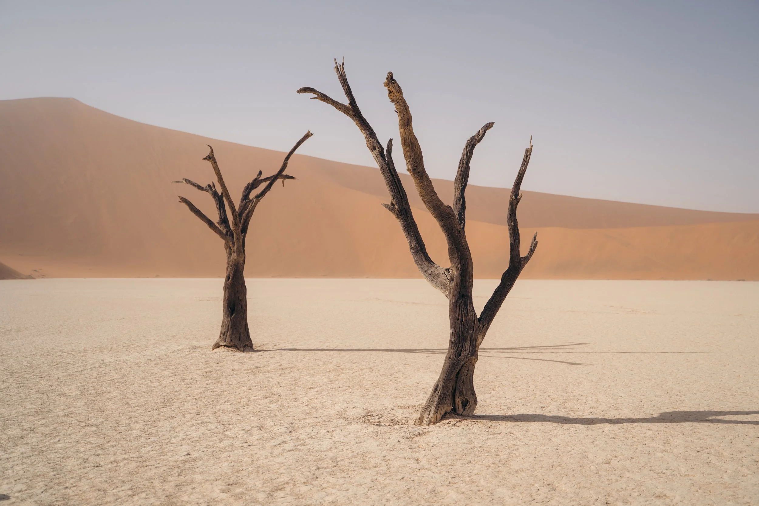 Three dry, leafless trees standing in a desert with sand dunes in the background and a clear, light blue sky.