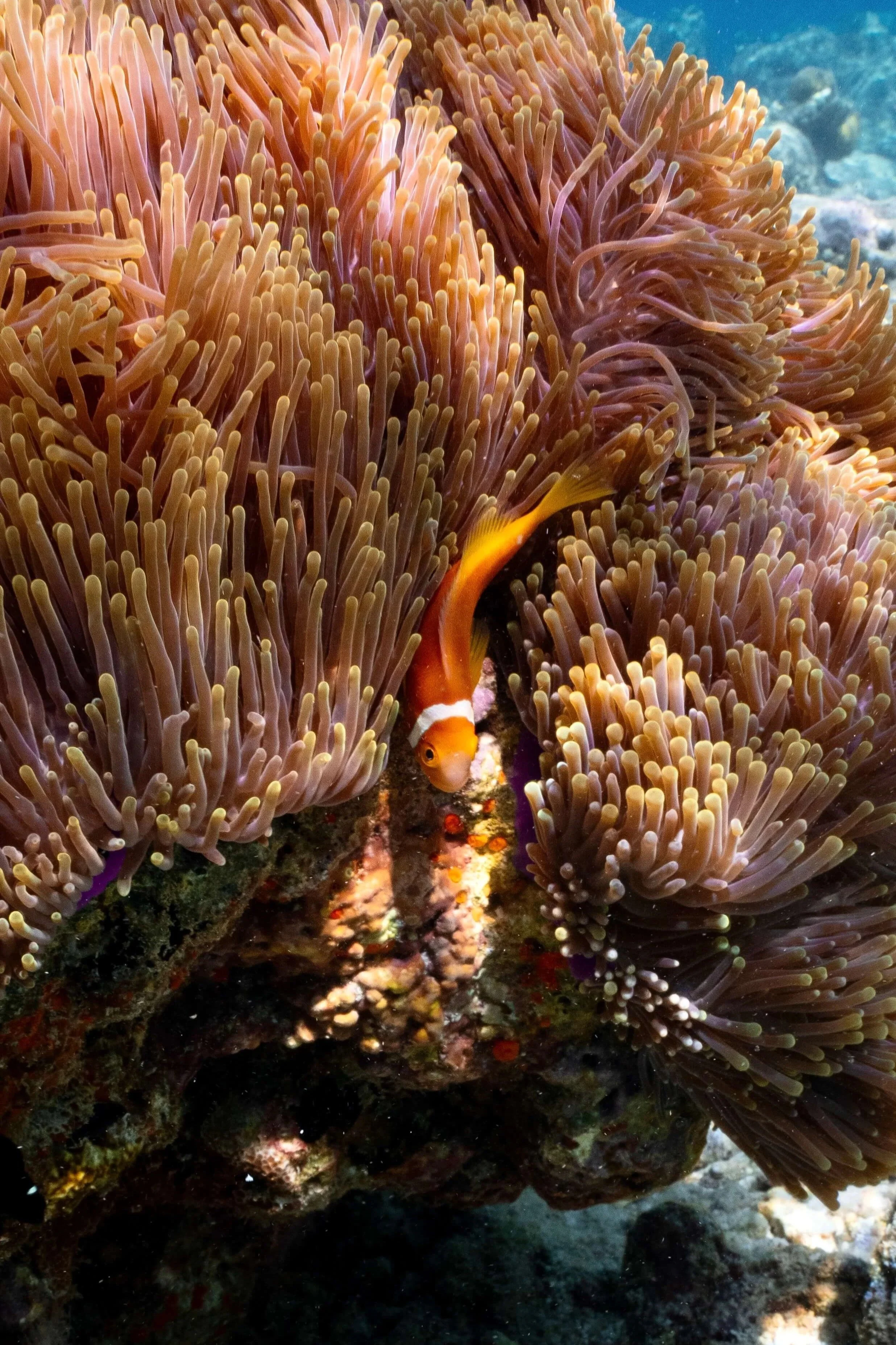 A vibrant underwater scene featuring a clownfish swimming among sea anemones with long, pinkish tentacles, on a rocky coral reef.