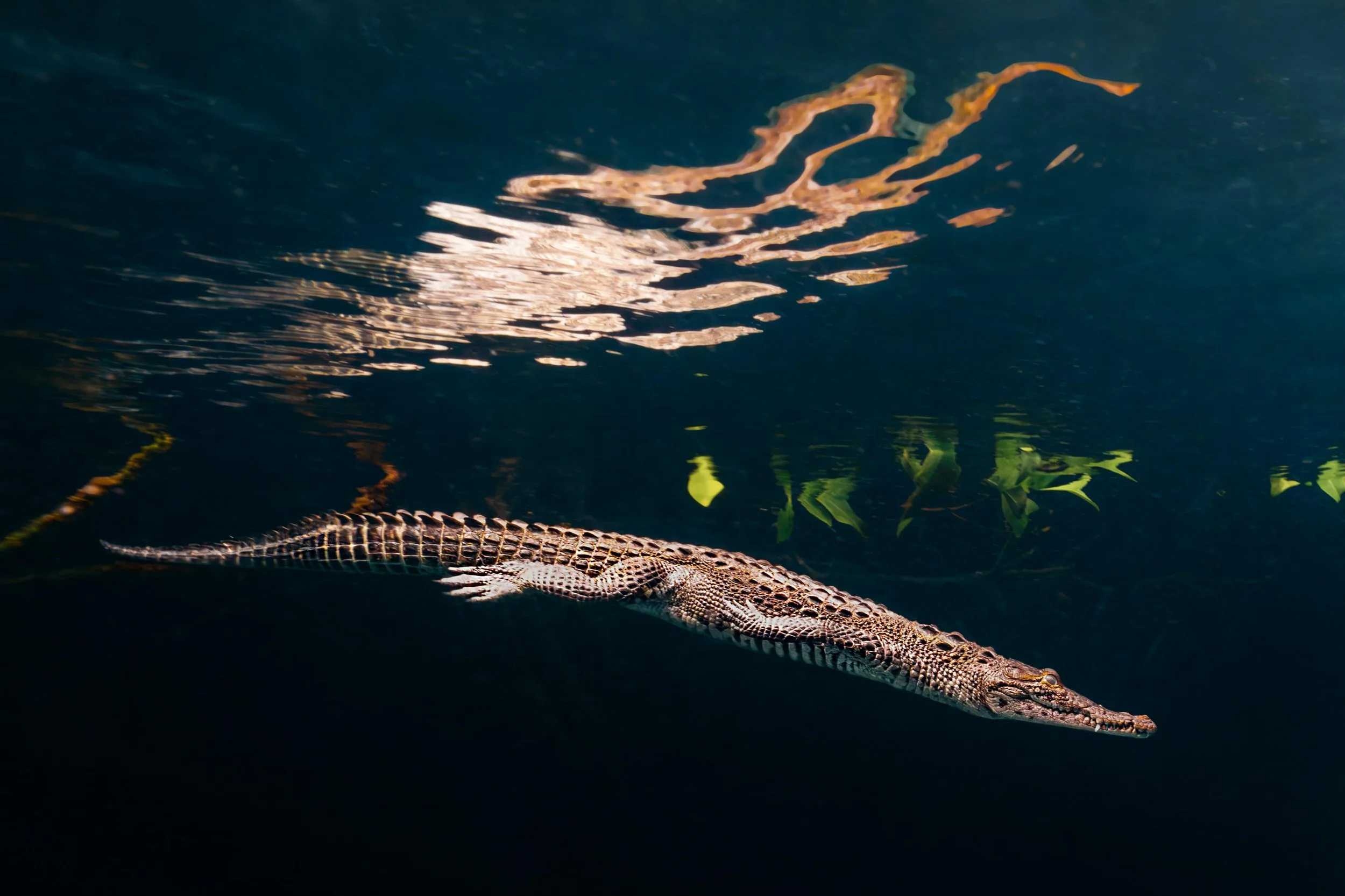 A crocodile swimming underwater with only its back and tail visible, and ripples on the water surface.
