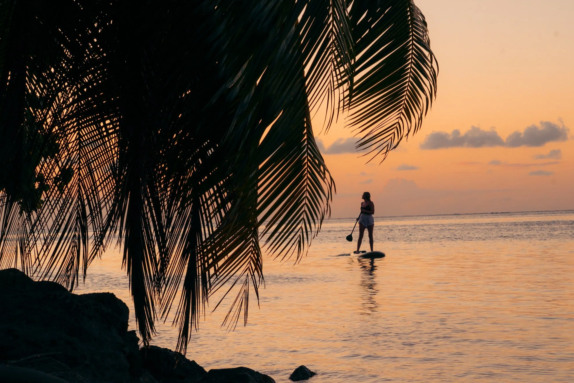 A person paddleboarding on calm ocean waters at sunset, viewed through the silhouette of palm tree leaves in the foreground.