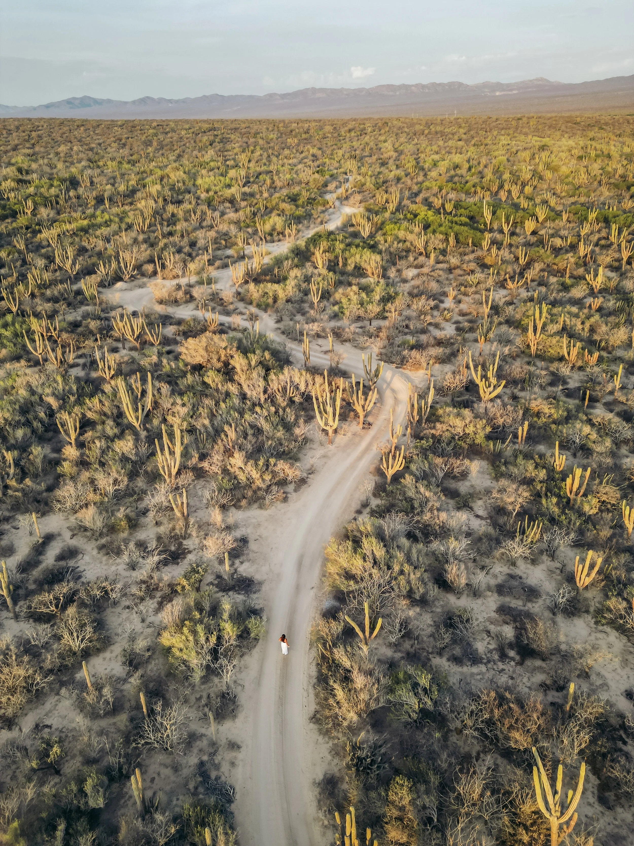A person walking on a dirt trail through a desert landscape with tall cacti and sparse vegetation, mountains in the background, and a clear sky.