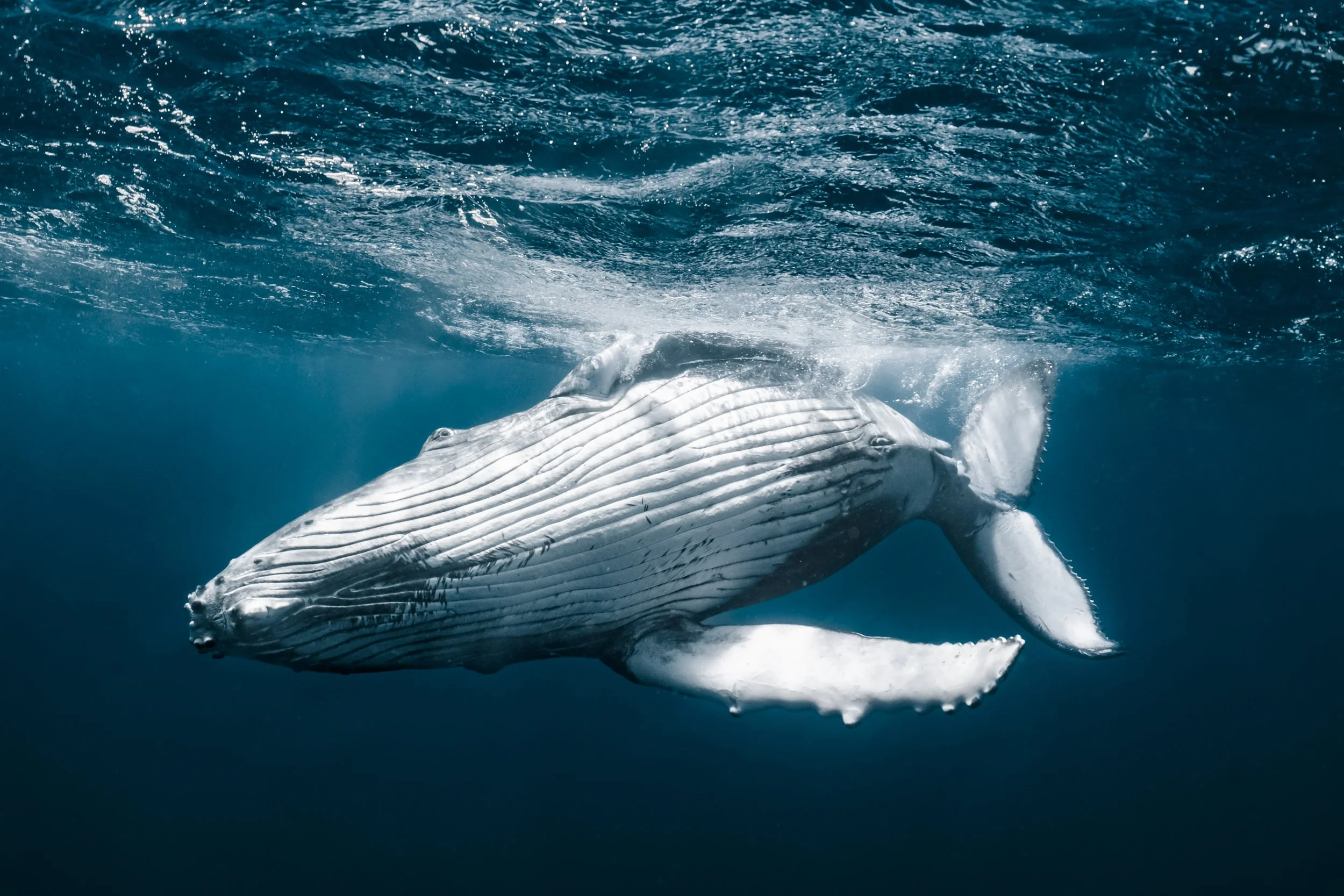 A whale swimming underwater with blue water surrounding it.