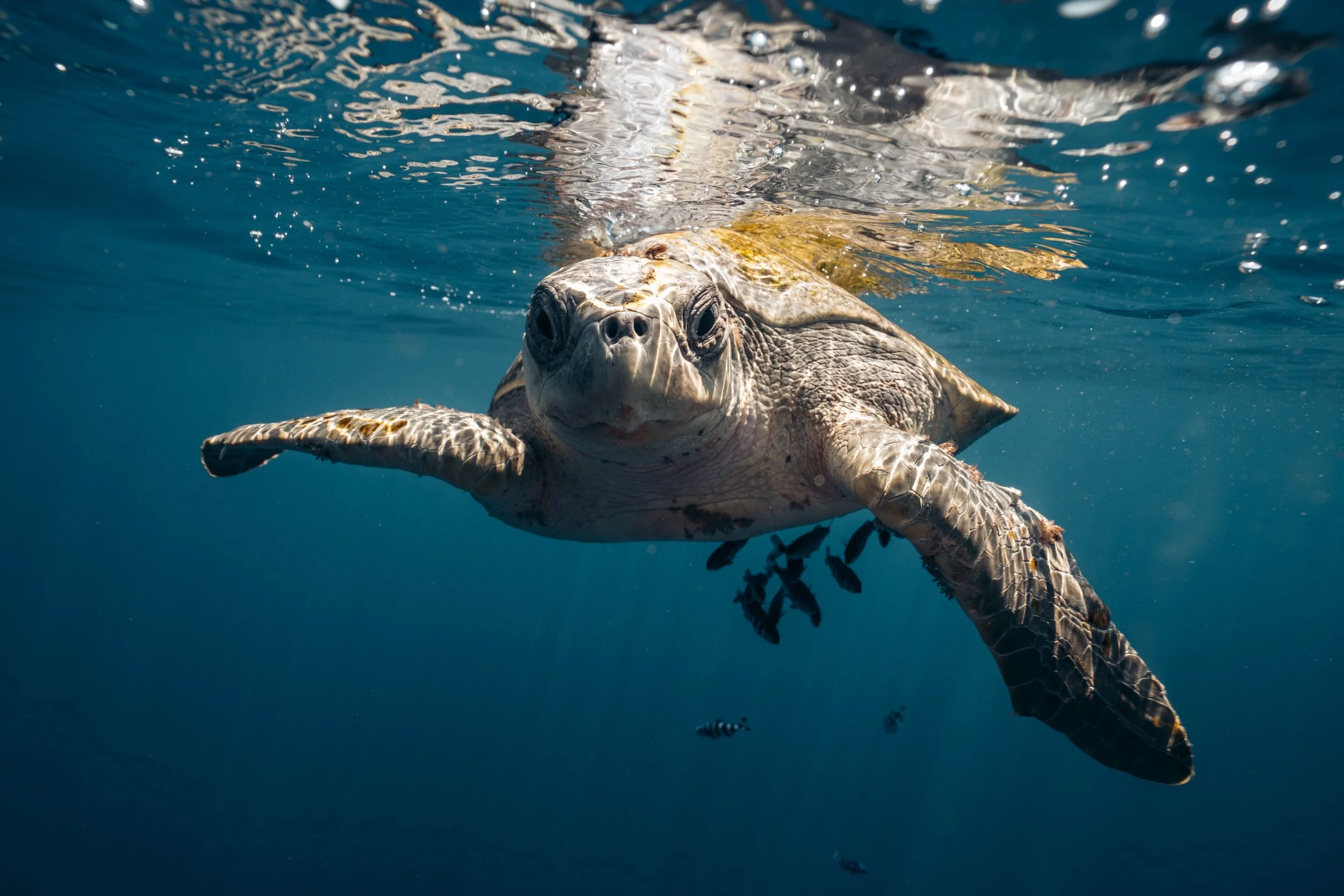 A sea turtle swimming underwater with fish nearby.