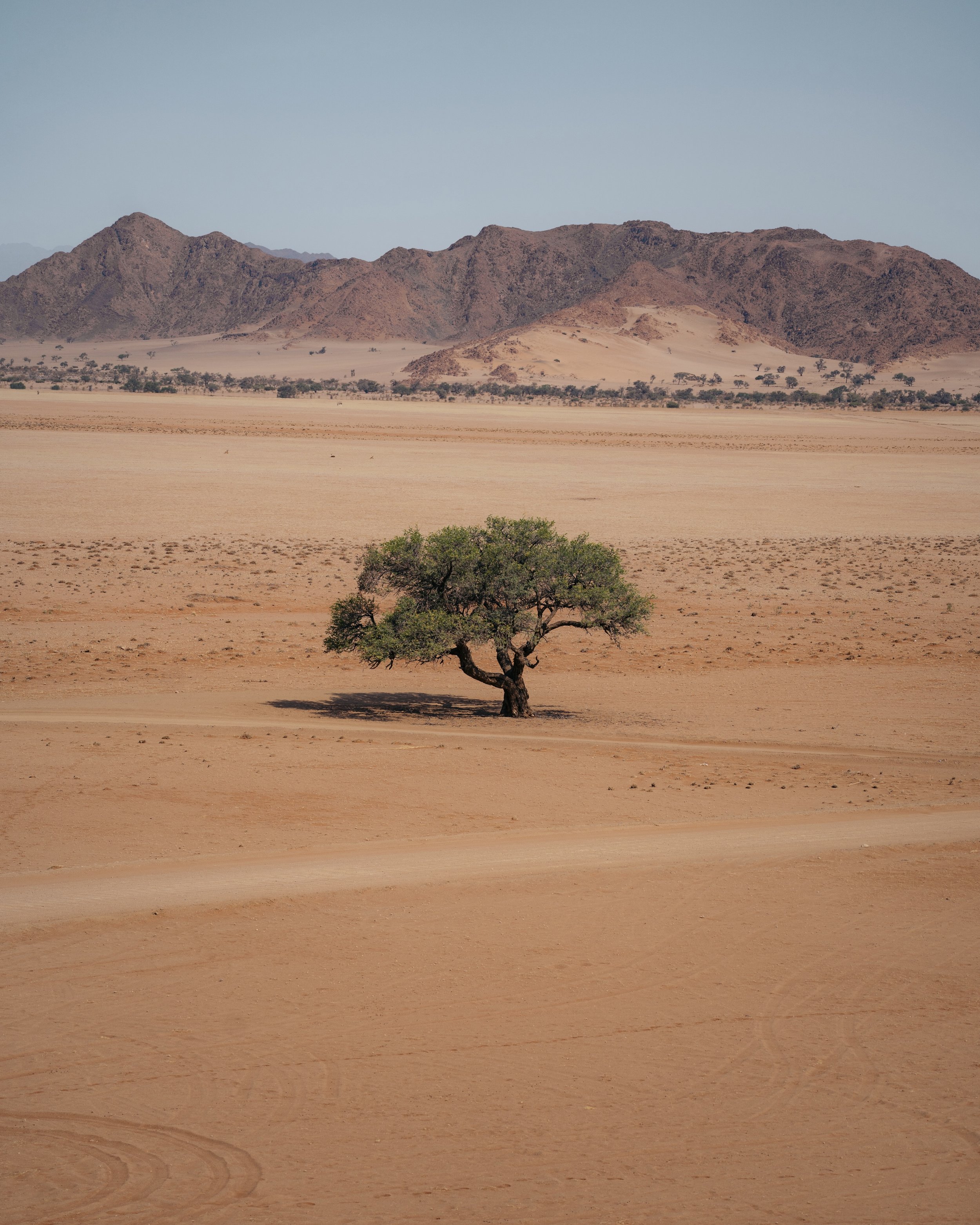 A solitary tree in a vast desert landscape with mountains in the background under a pale blue sky.