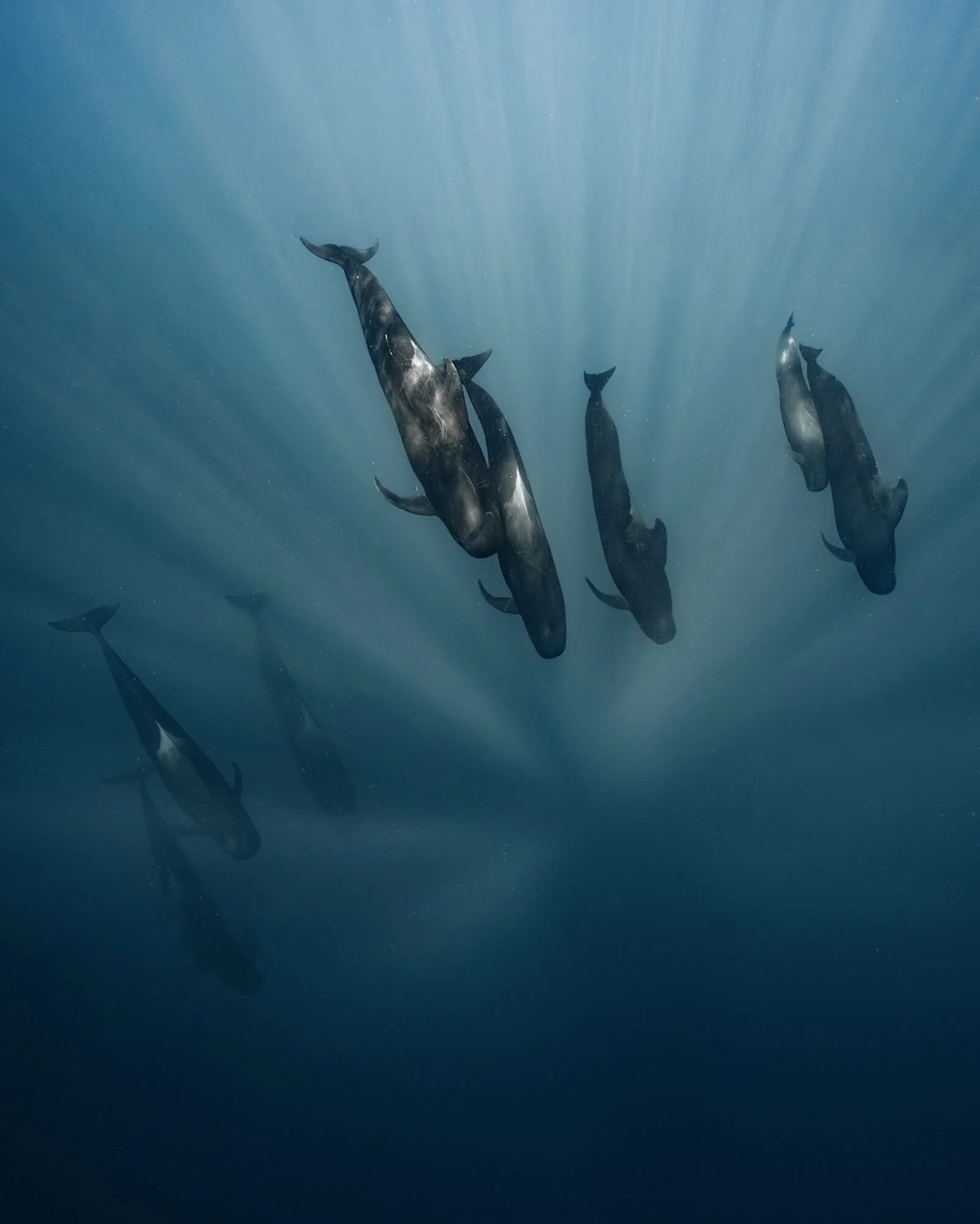 Dolphins swimming underwater with light rays shining down from above.