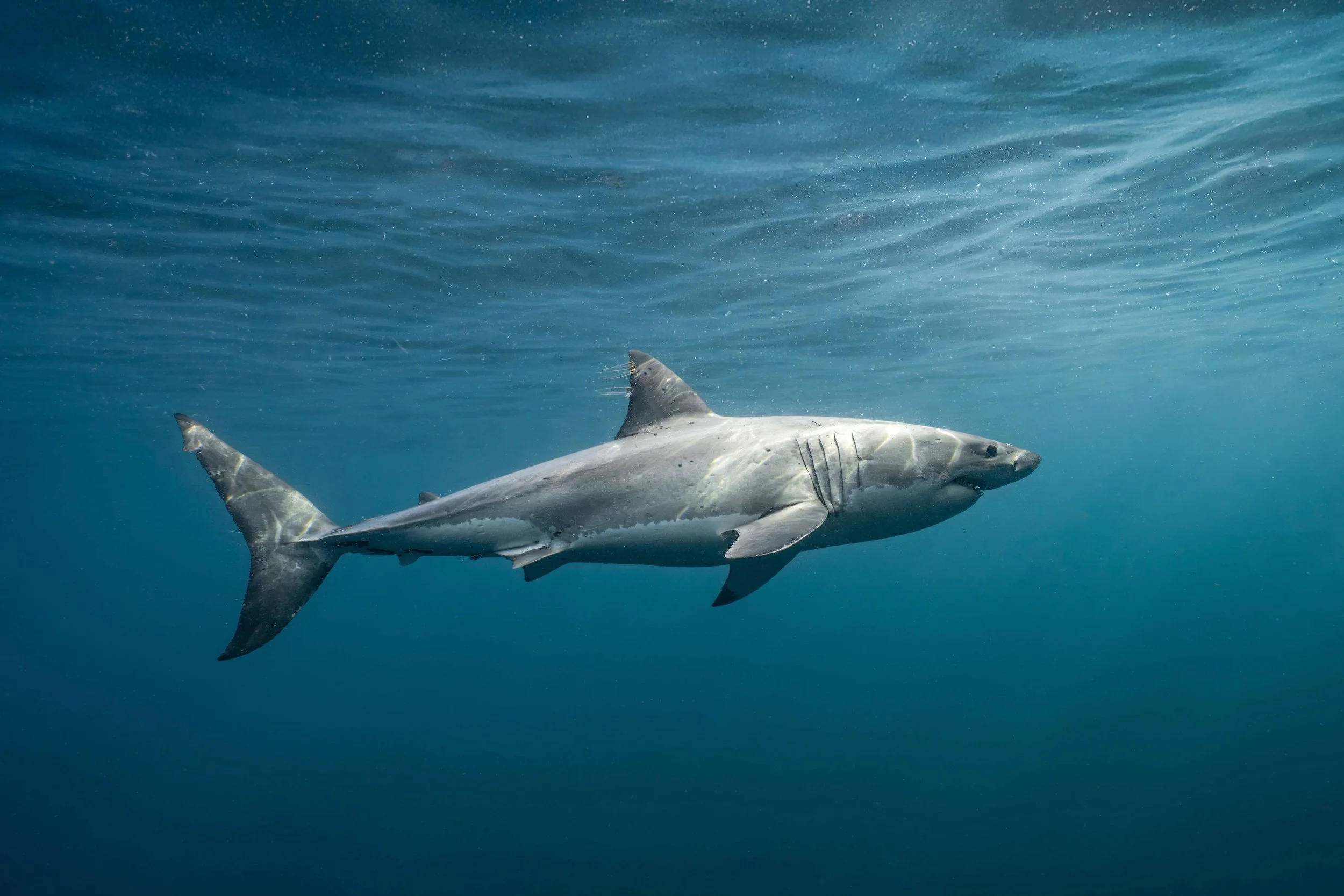 A shark swimming underwater in the ocean.