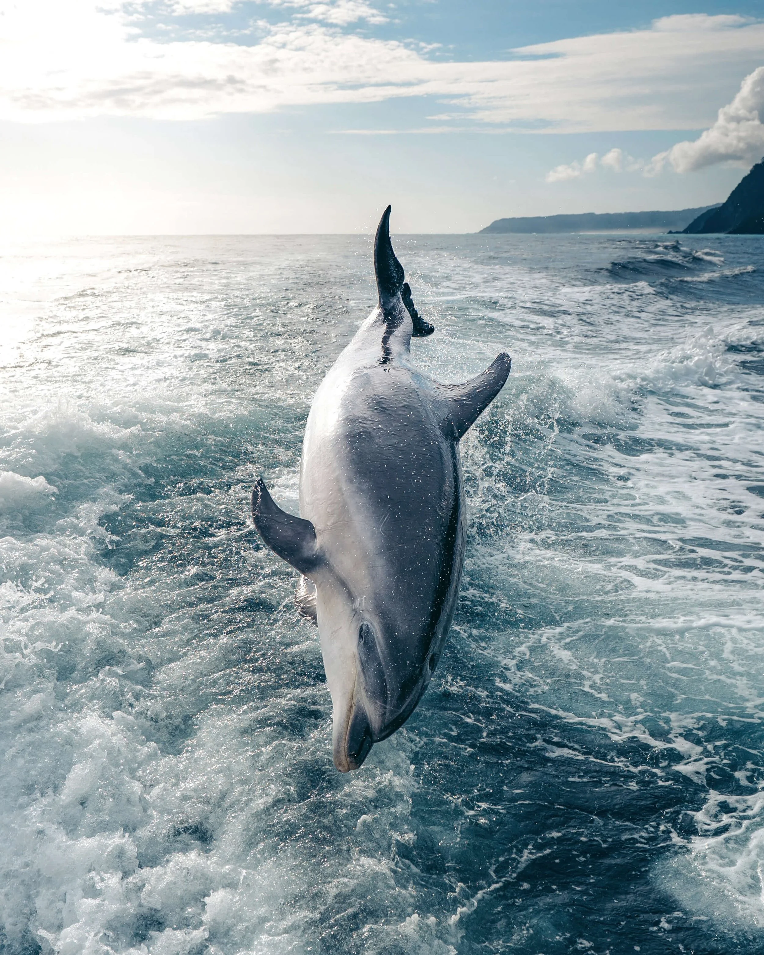 A dolphin jumping out of the water during a boat ride in the ocean with cliffs in the background.