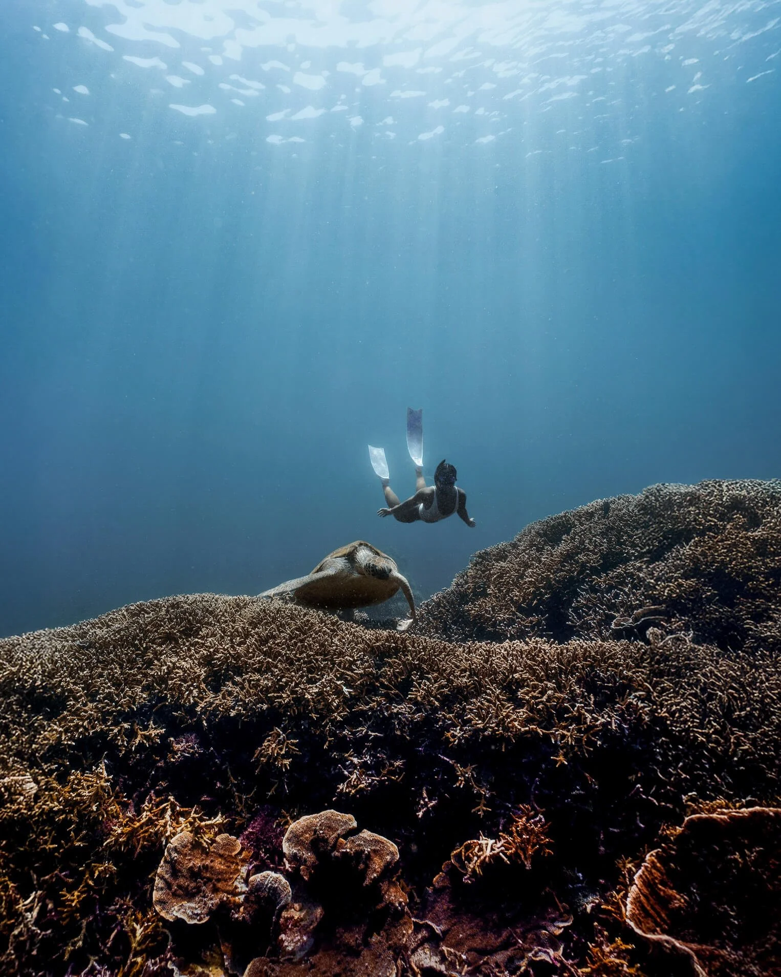 Underwater scene showing a scuba diver swimming above a coral reef with a turtle nearby, with sunlight filtering through the water.