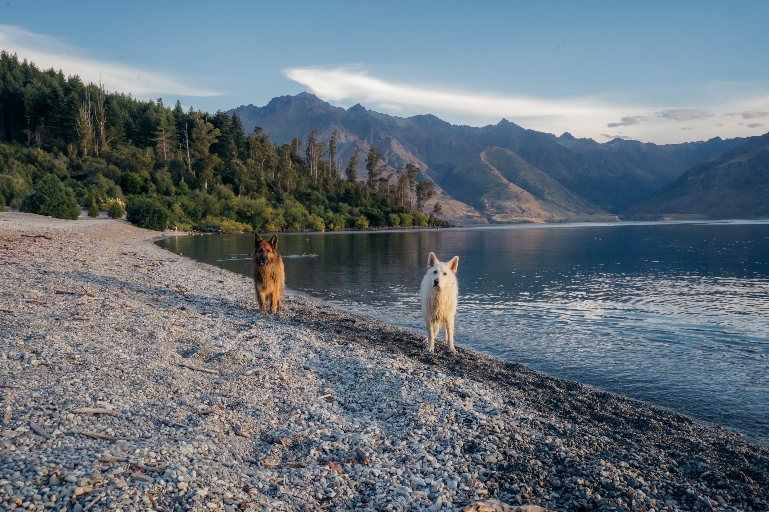 Two dogs standing on a pebbled beach near a body of water with mountains and trees in the background on a clear day.