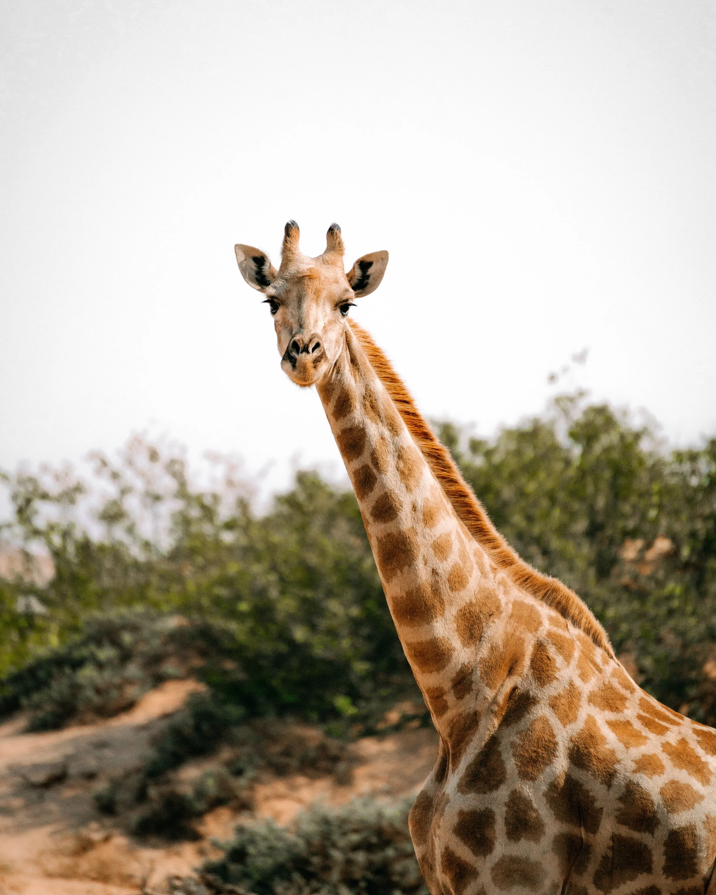 A giraffe standing outdoors with tall trees and a dirt path in the background, facing the camera.