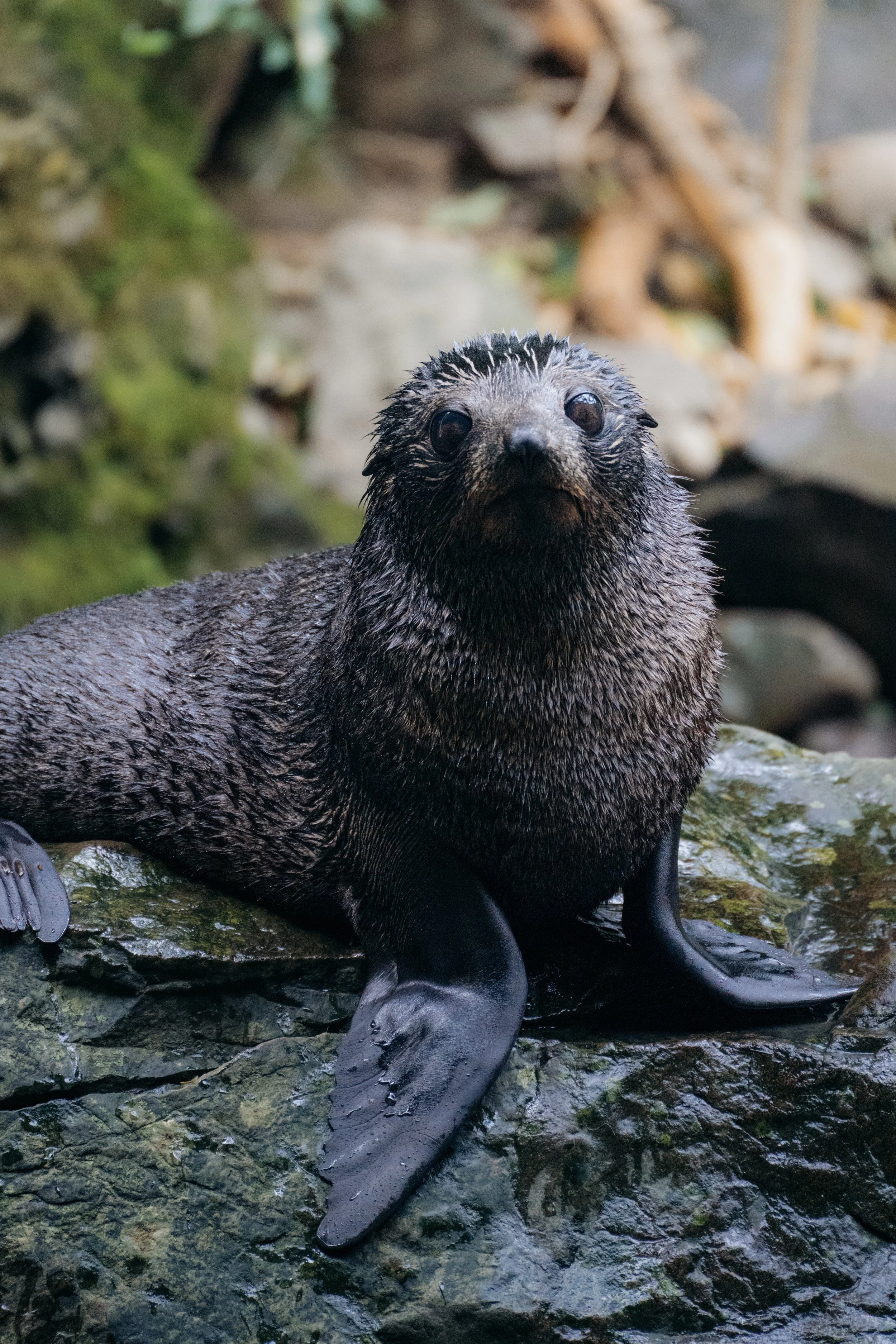A wet sea otter lying on a rocky surface near water with a mossy background.