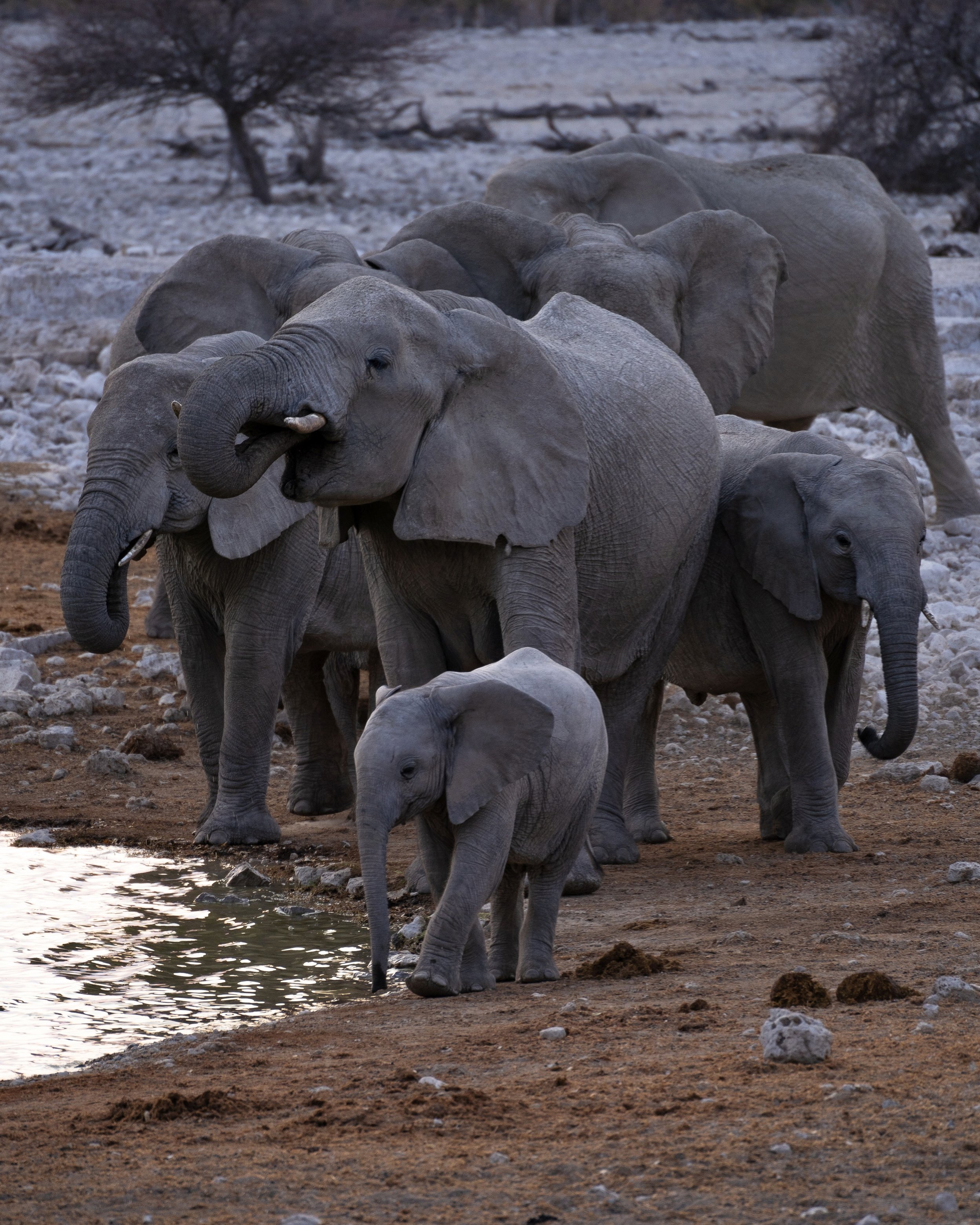 A group of elephants by a water source at sunset, with some elephants drinking and others standing in the background.