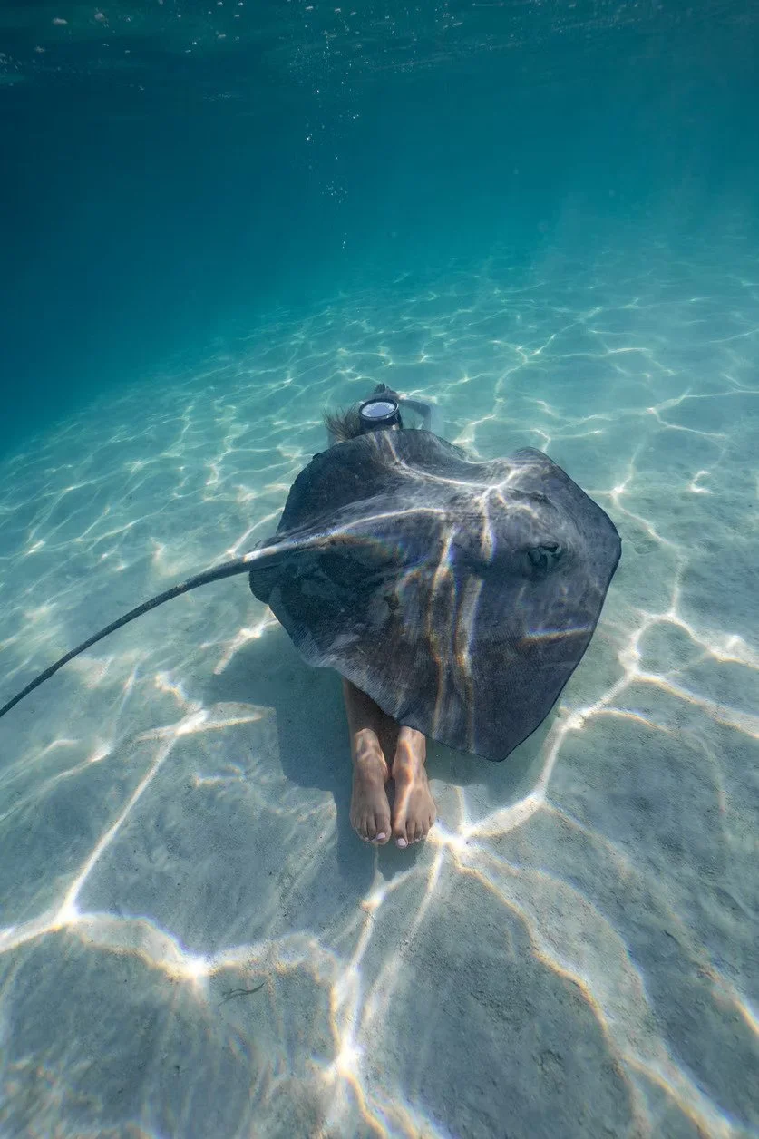 Person lying face down underwater on sandy ocean floor, with a large stingray resting on their back. The person is wearing a swimming mask.