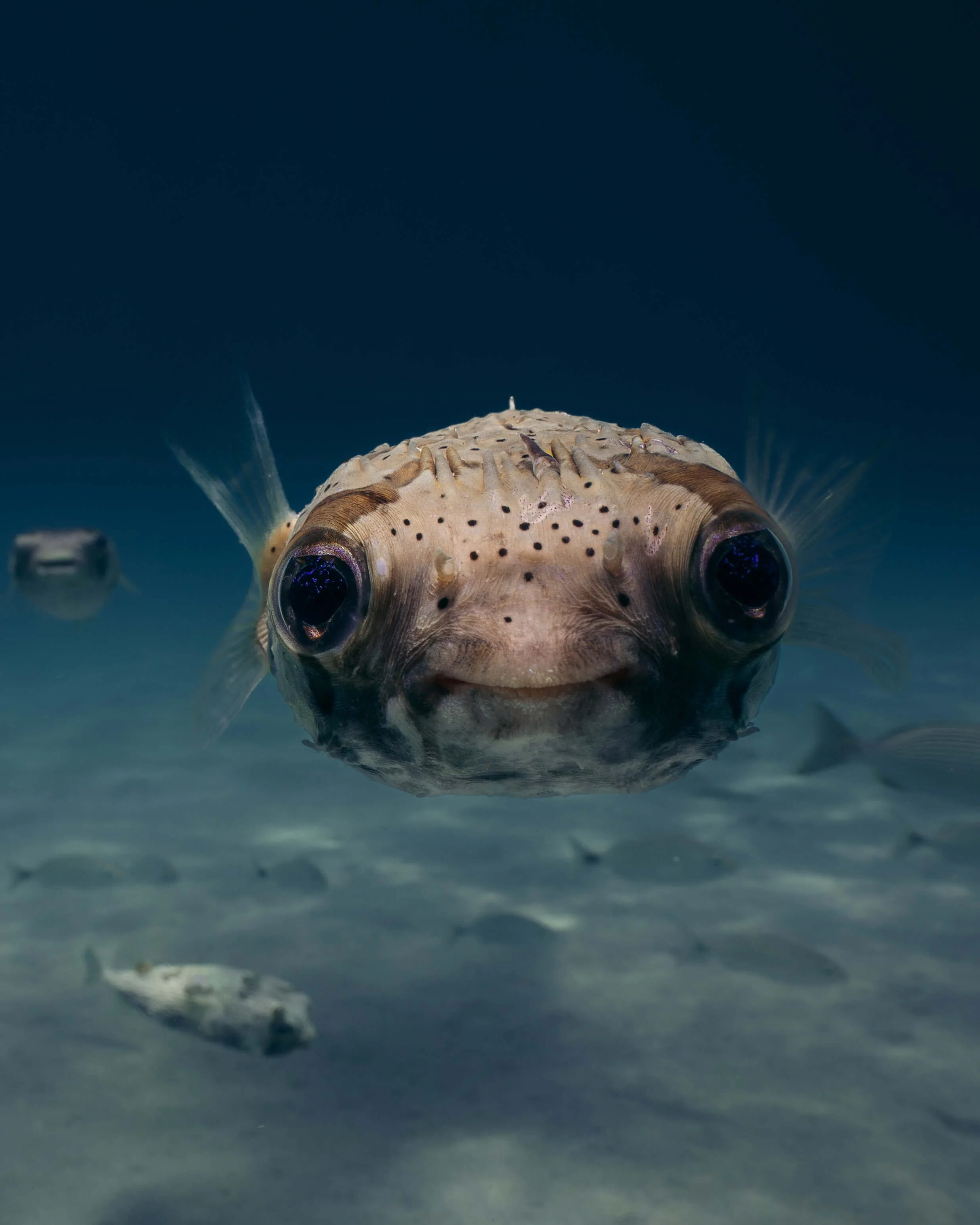 Close-up of a pufferfish underwater with water and other fish in the background.