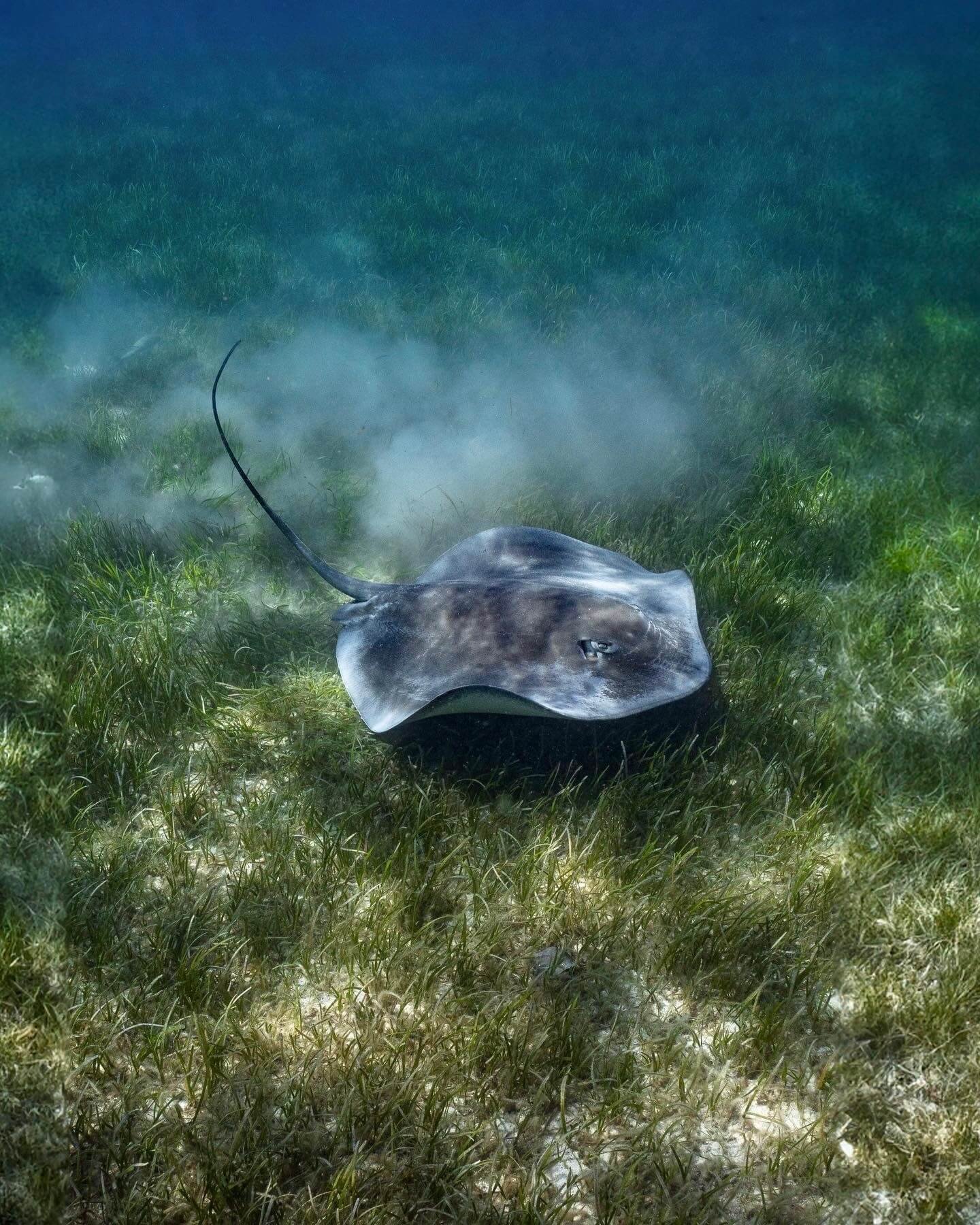 A stingray on the ocean floor surrounded by sea grass, with water and haze in the background.