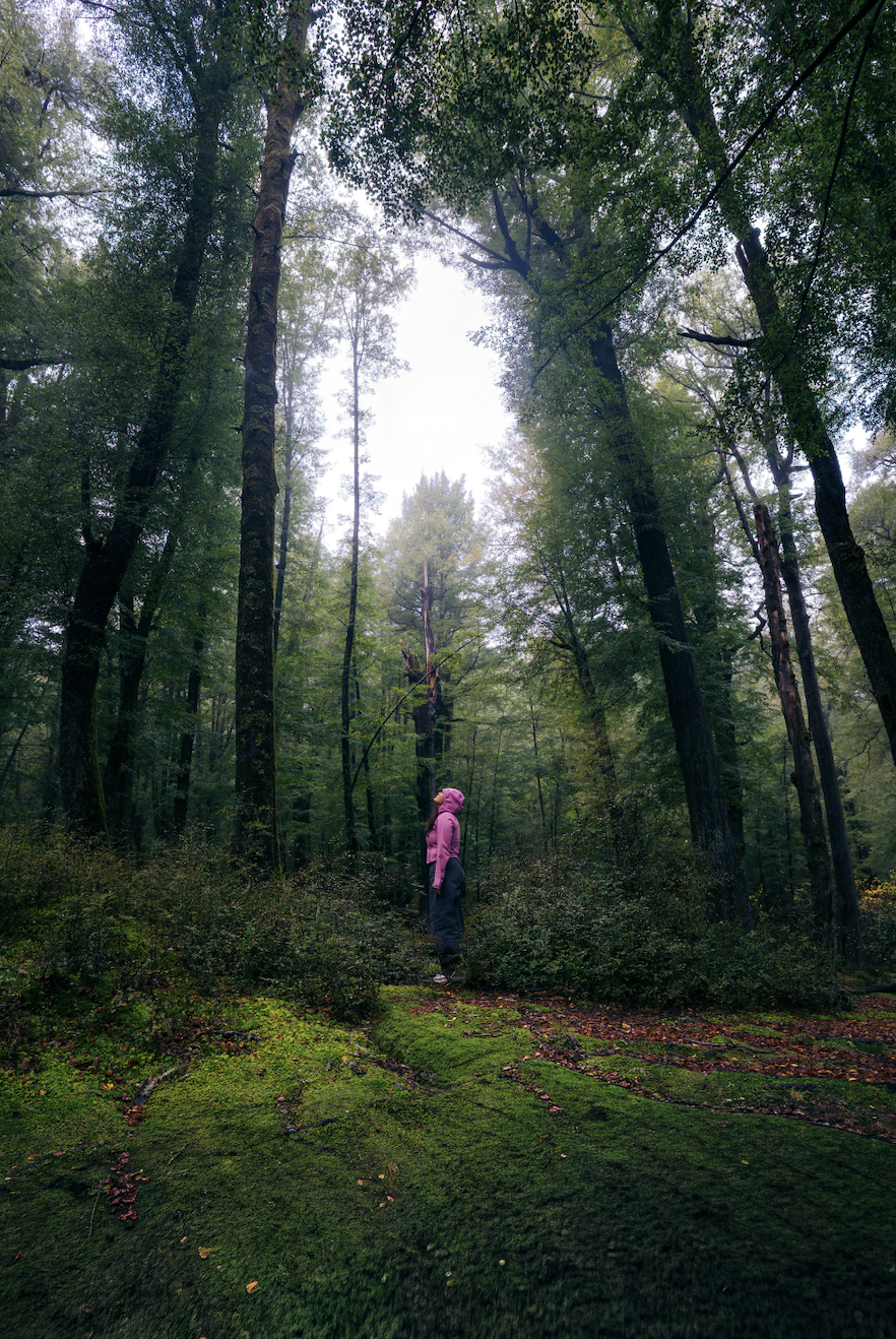 Person in purple jacket and hood walking in a lush green forest with tall trees and moss-covered ground.