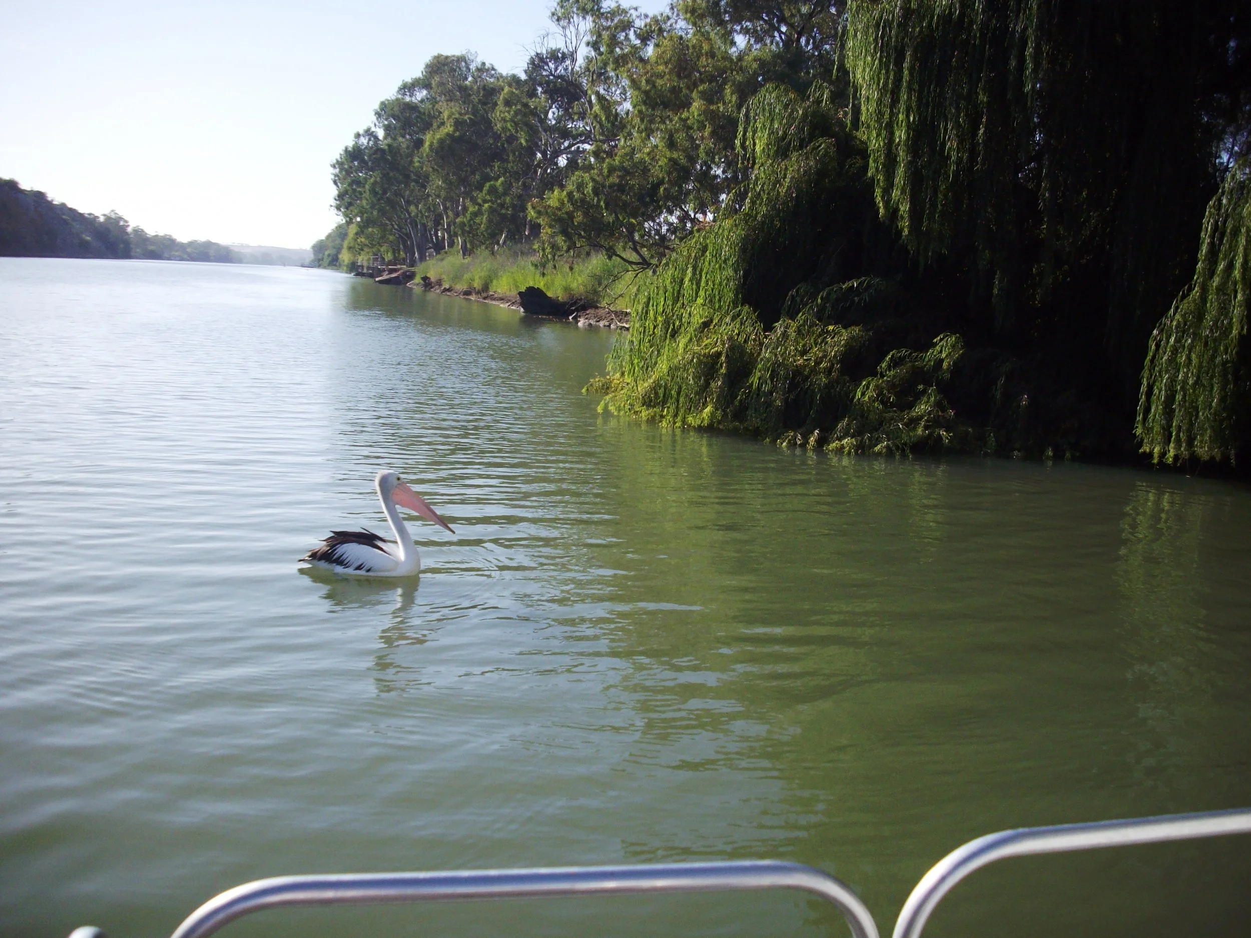 A white bird, possibly a pelican, floating on a calm river near dense green trees on the riverbank.