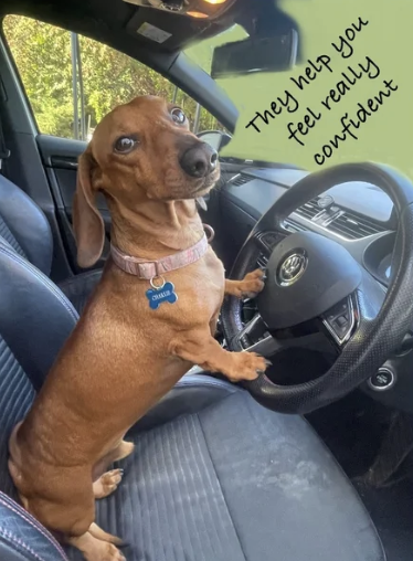 A happy brown dachshund sitting in the driver's seat of a car with one paw on the steering wheel, wearing a pink collar with a blue bone-shaped tag. There is a speech bubble that reads, 'They help you feel really confident.'
