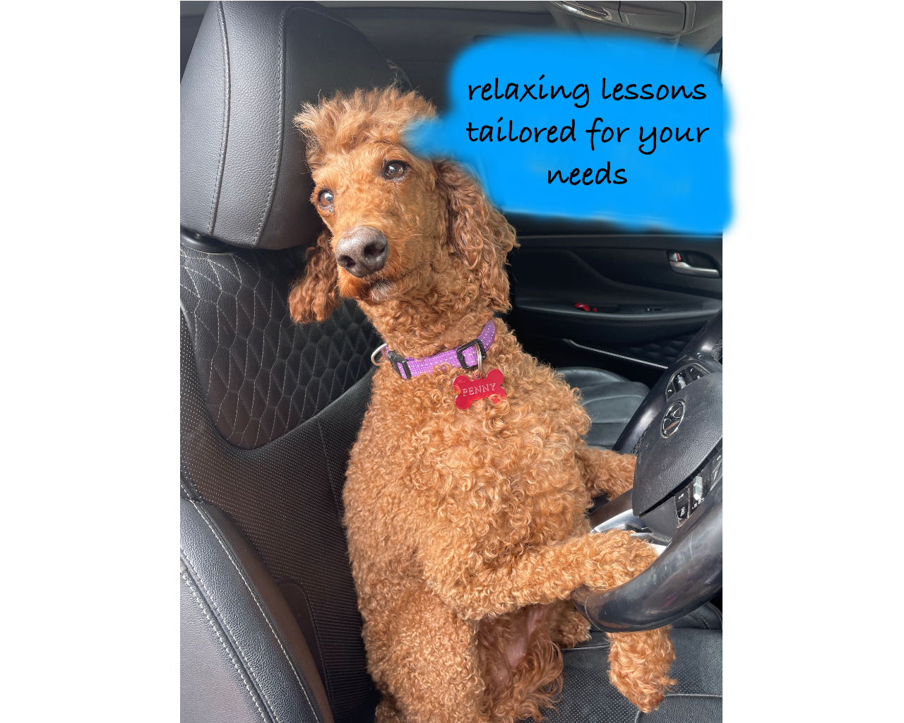 Photo of a curly-haired brown dog sitting in a car, looking at the camera, wearing a purple collar with a red dog tag labeled 'Penny'. There is a blue speech bubble with black handwritten text that says 'relaxing lessons tailored for your needs.'