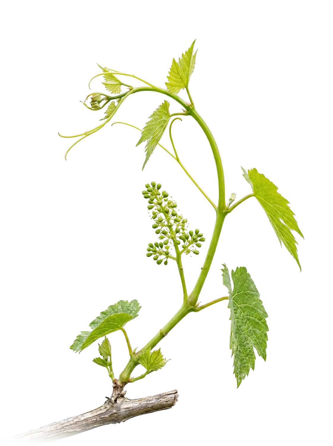 Close-up of a grapevine with young green grape clusters, jagged leaves, and tendrils on a white background.