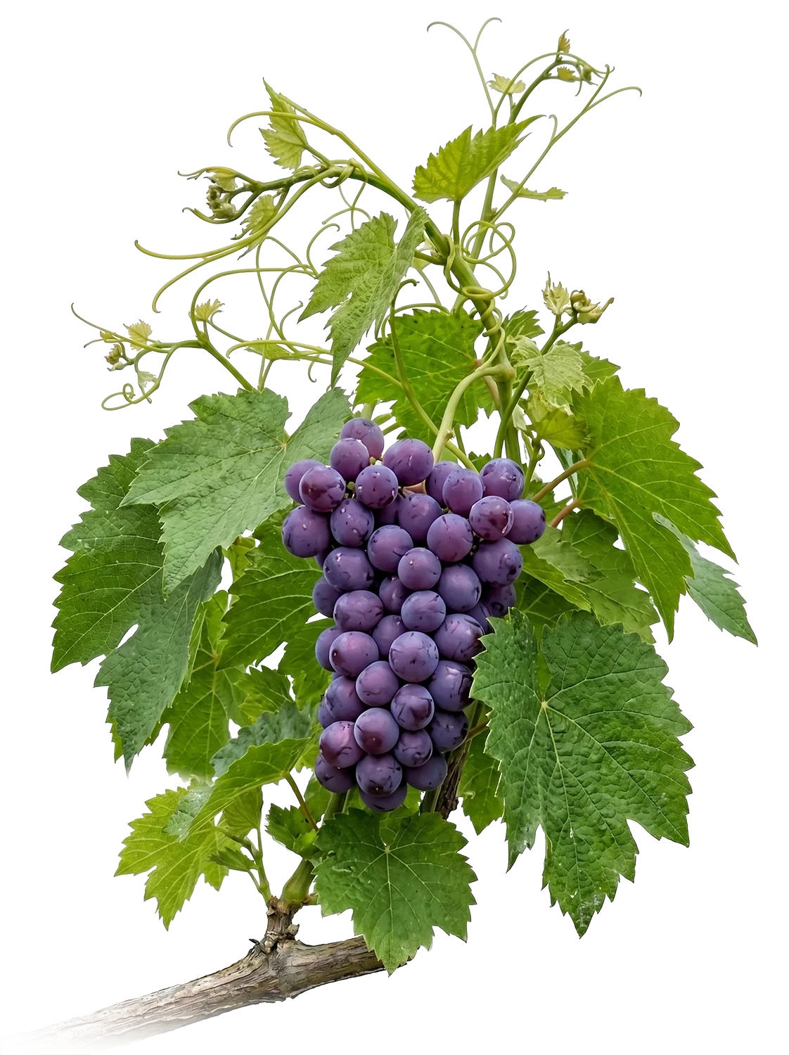 A close-up of a bunch of ripe purple grapes hanging from a vine with green leaves.