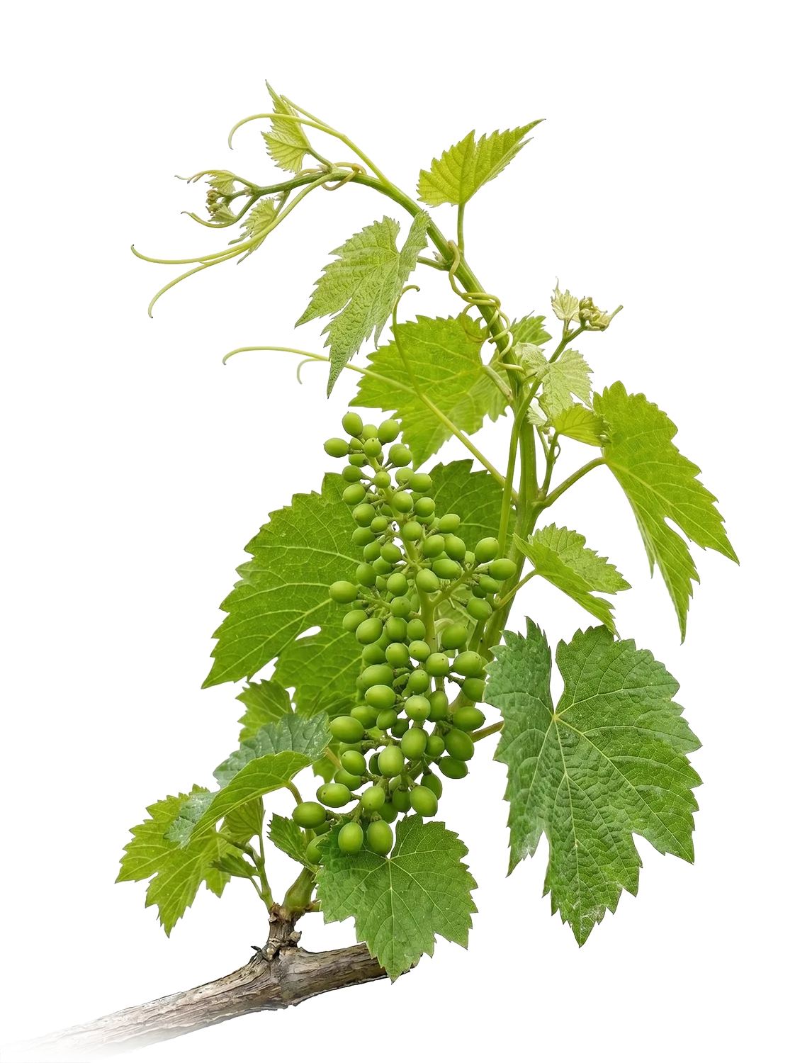 Close-up of a grapevine with green grape clusters and large green leaves.