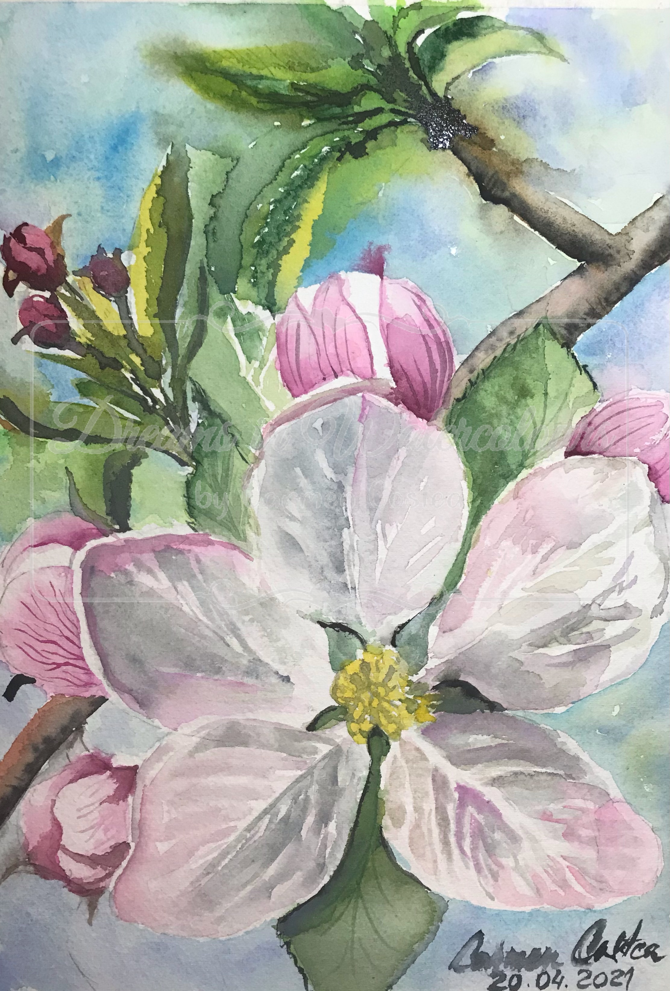 Aplle Blossoms.png