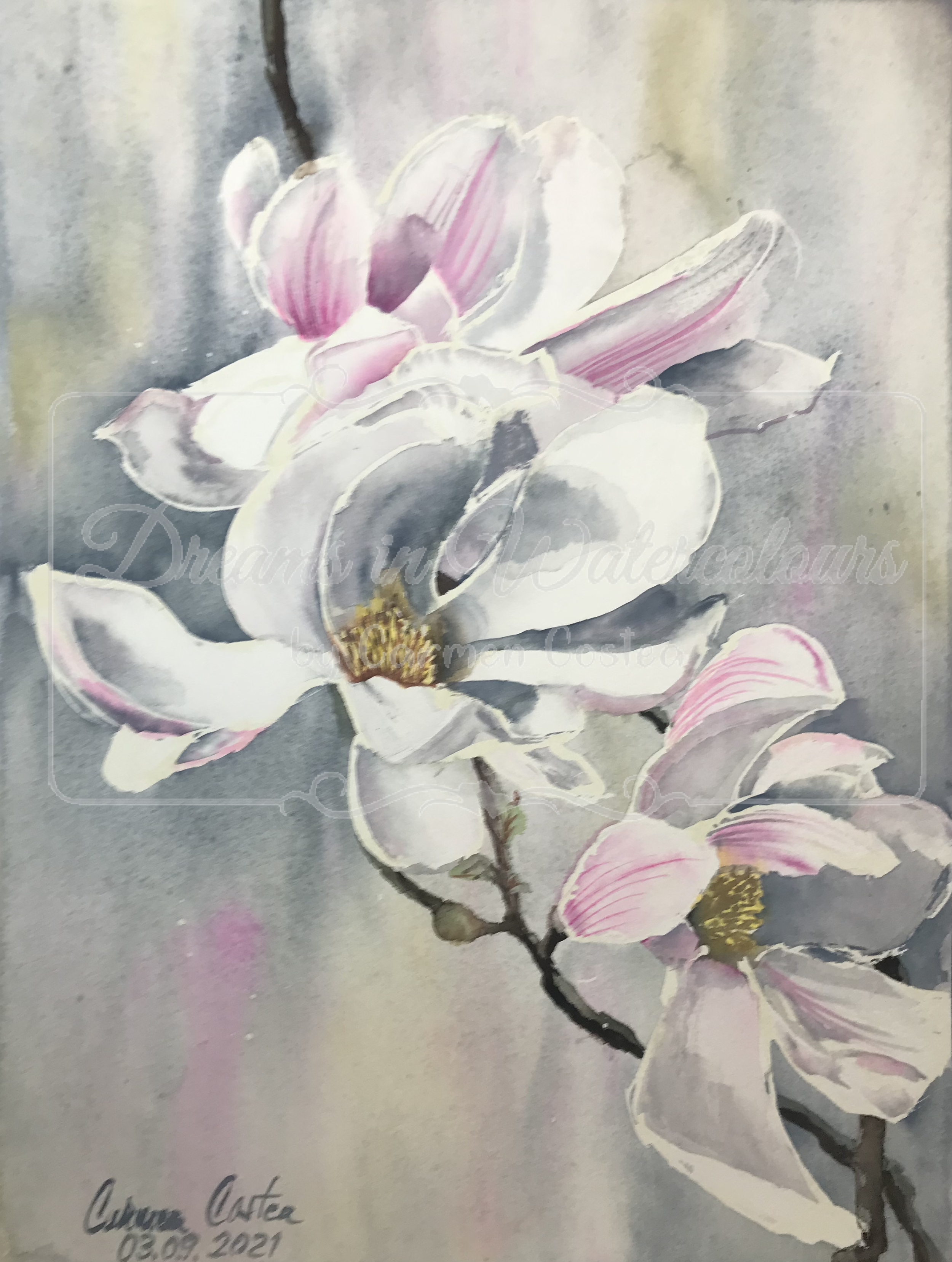 magnolie alba.png