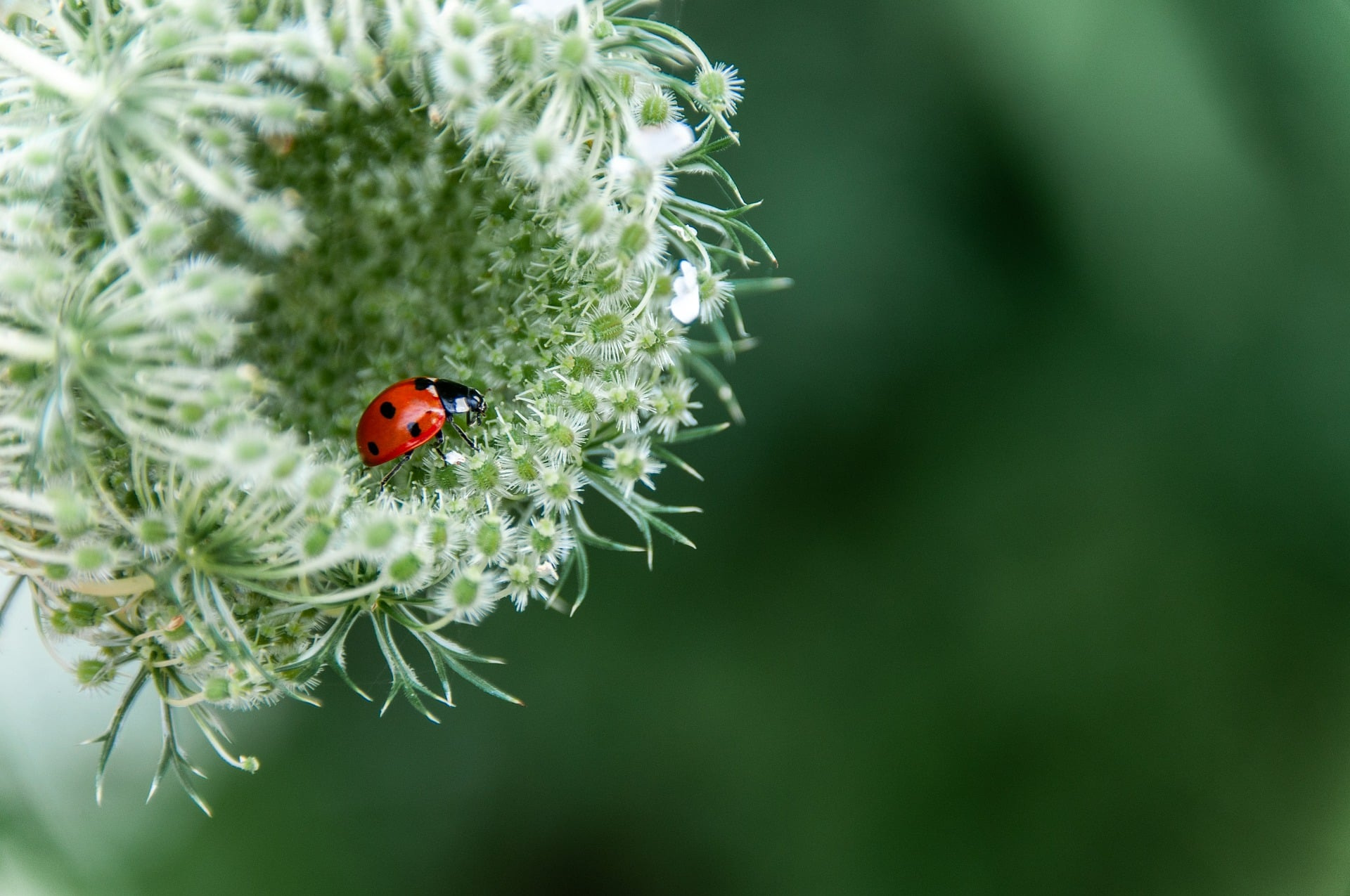 Close-up of a ladybug on a white flowering plant with green foliage in the background.