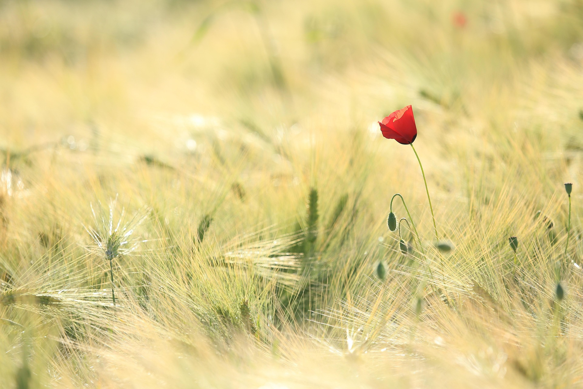 A single red poppy flower standing tall amidst yellowish-green grass and wild plants in a field with soft sunlight.
