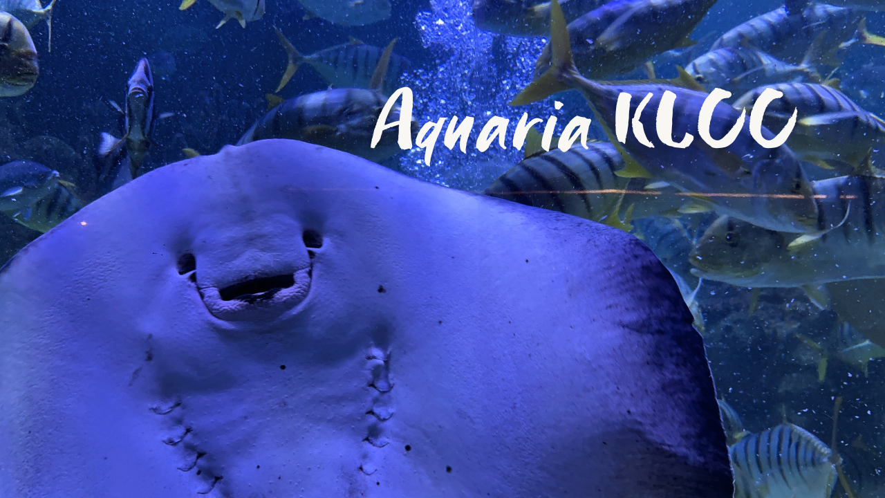 Our Guide to Aquaria KLCC: How to Plan Your Day Without the Chaos