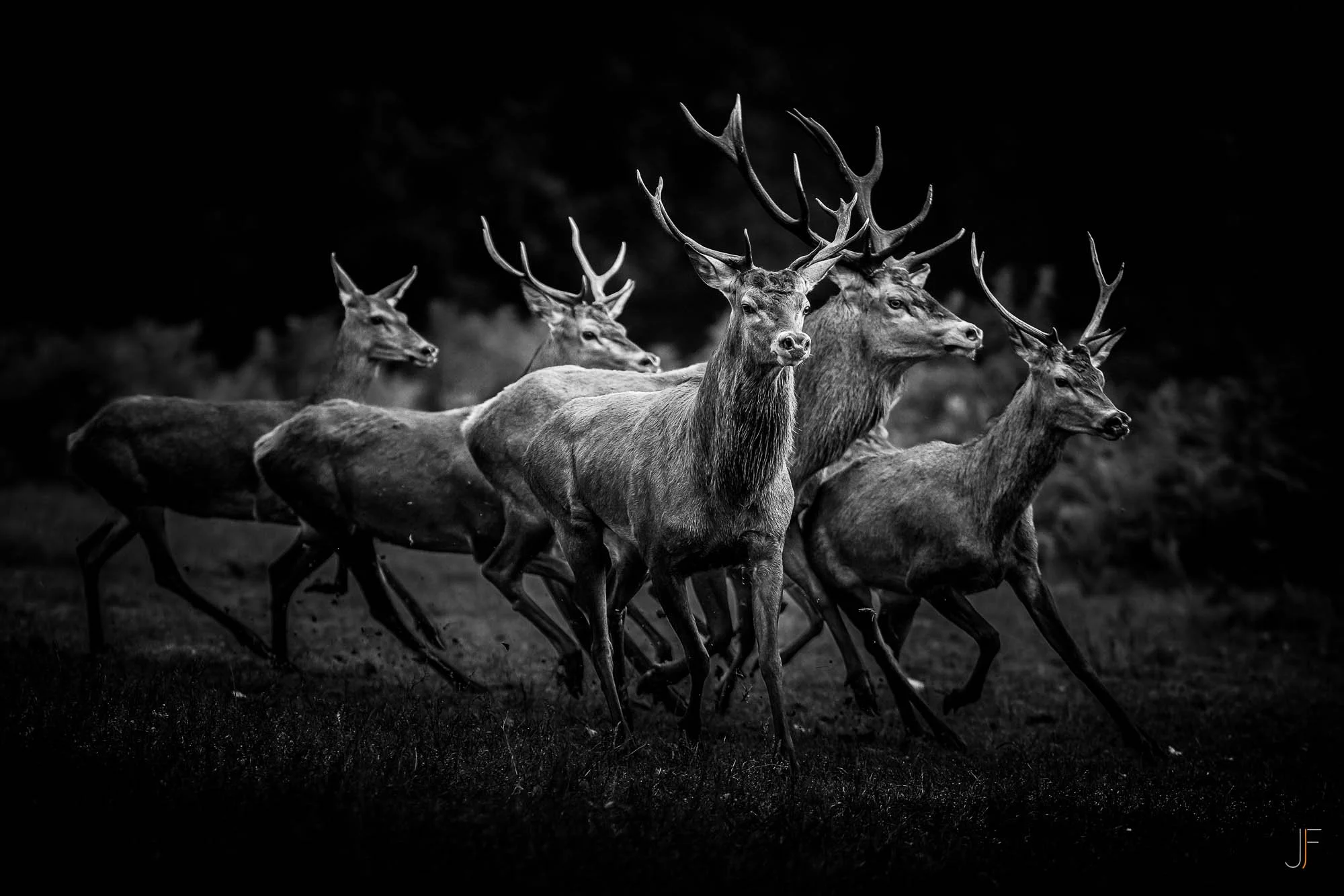 Cerf-8.jpg