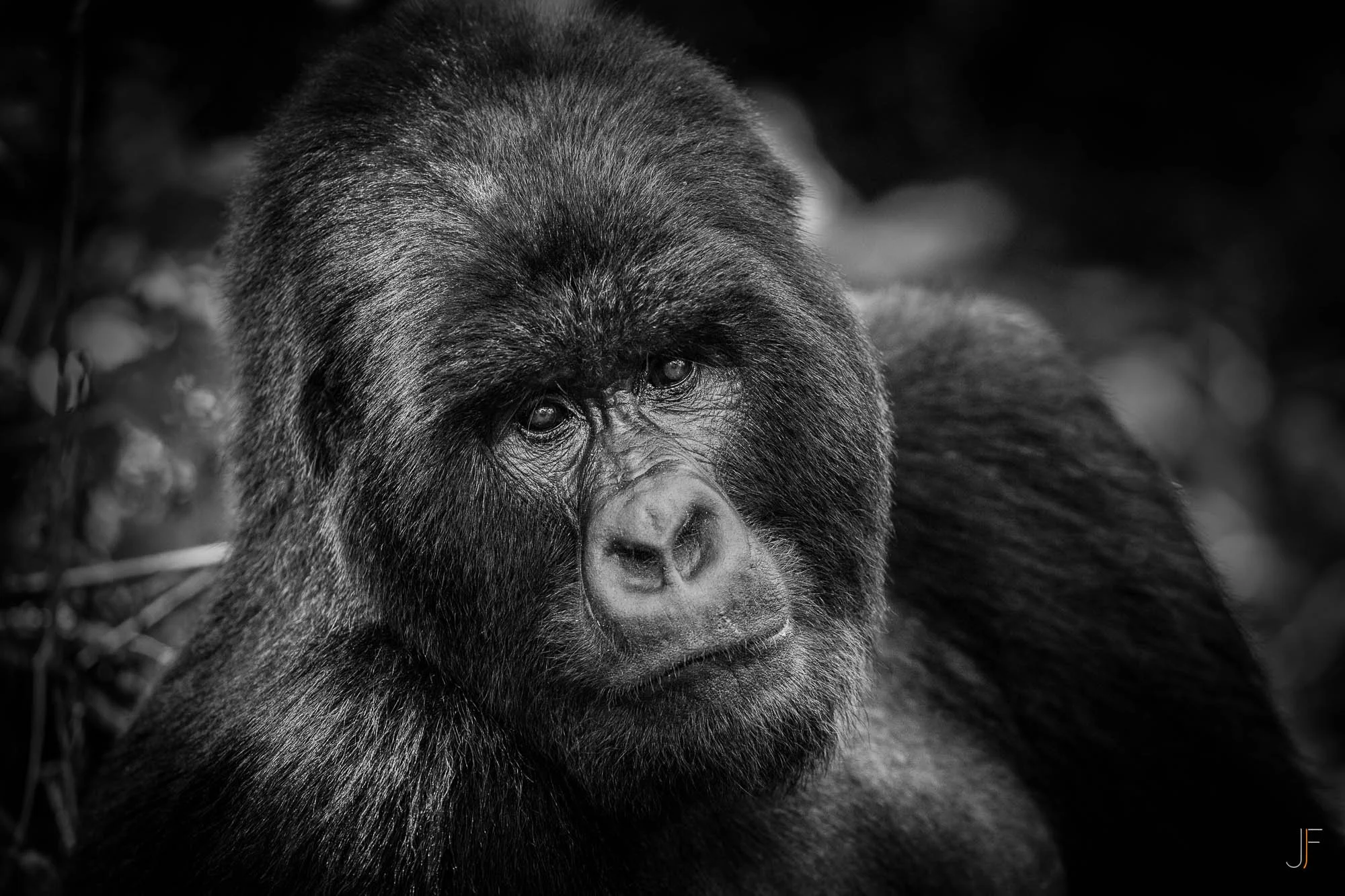 Un gorille noir couché sur le sol, regardant vers l'avant. La photo est en noir et blanc, mettant en valeur le pelage et les traits du visage du gorille.