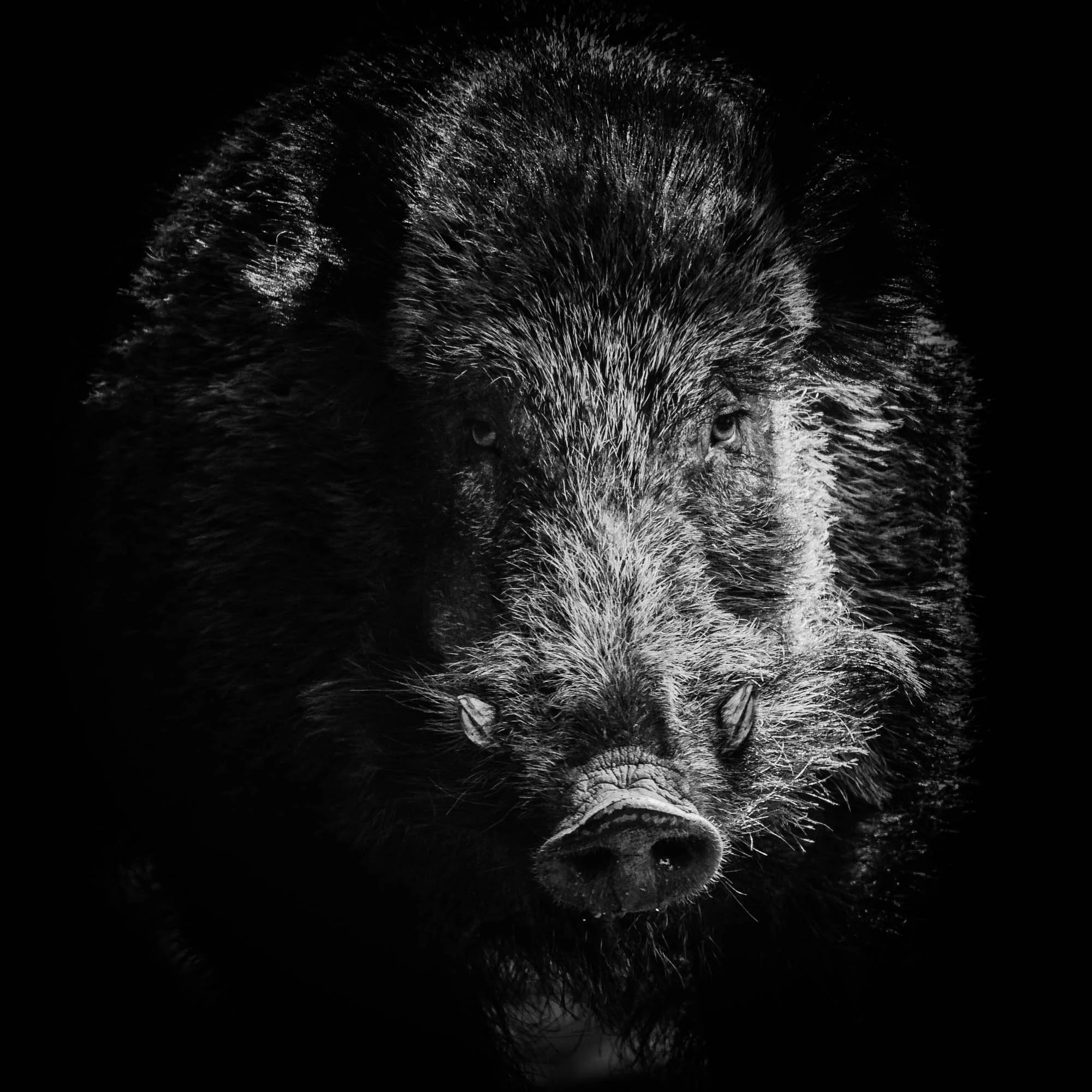 Un portrait d'un sanglier en noir et blanc, avec une concentration sur le pelage et les yeux, dans un style artistique et sombre.