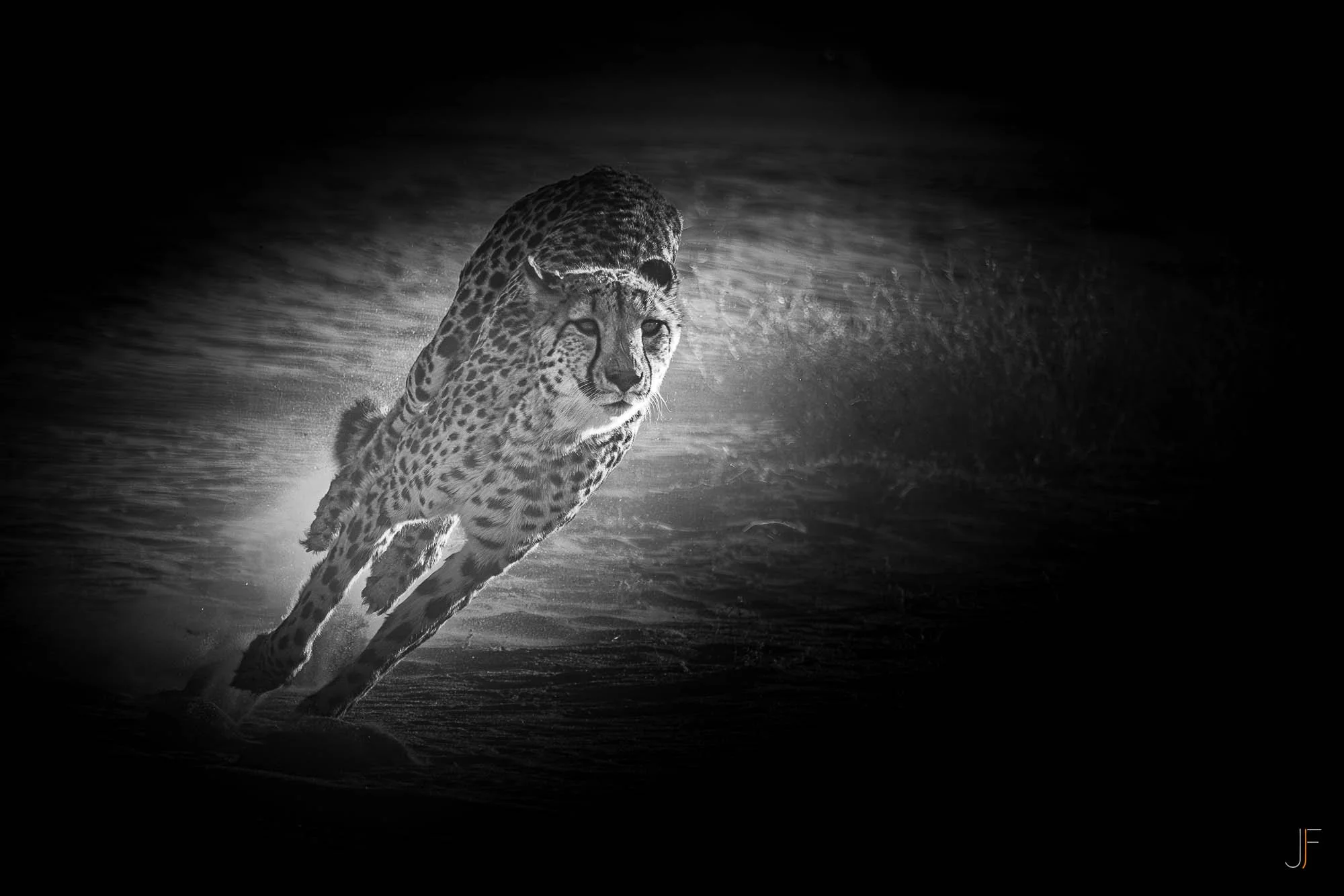Photo noir et blanc d'un léopard en train de courir rapidement, avec une expression concentrée et une traînée de poussière derrière lui.