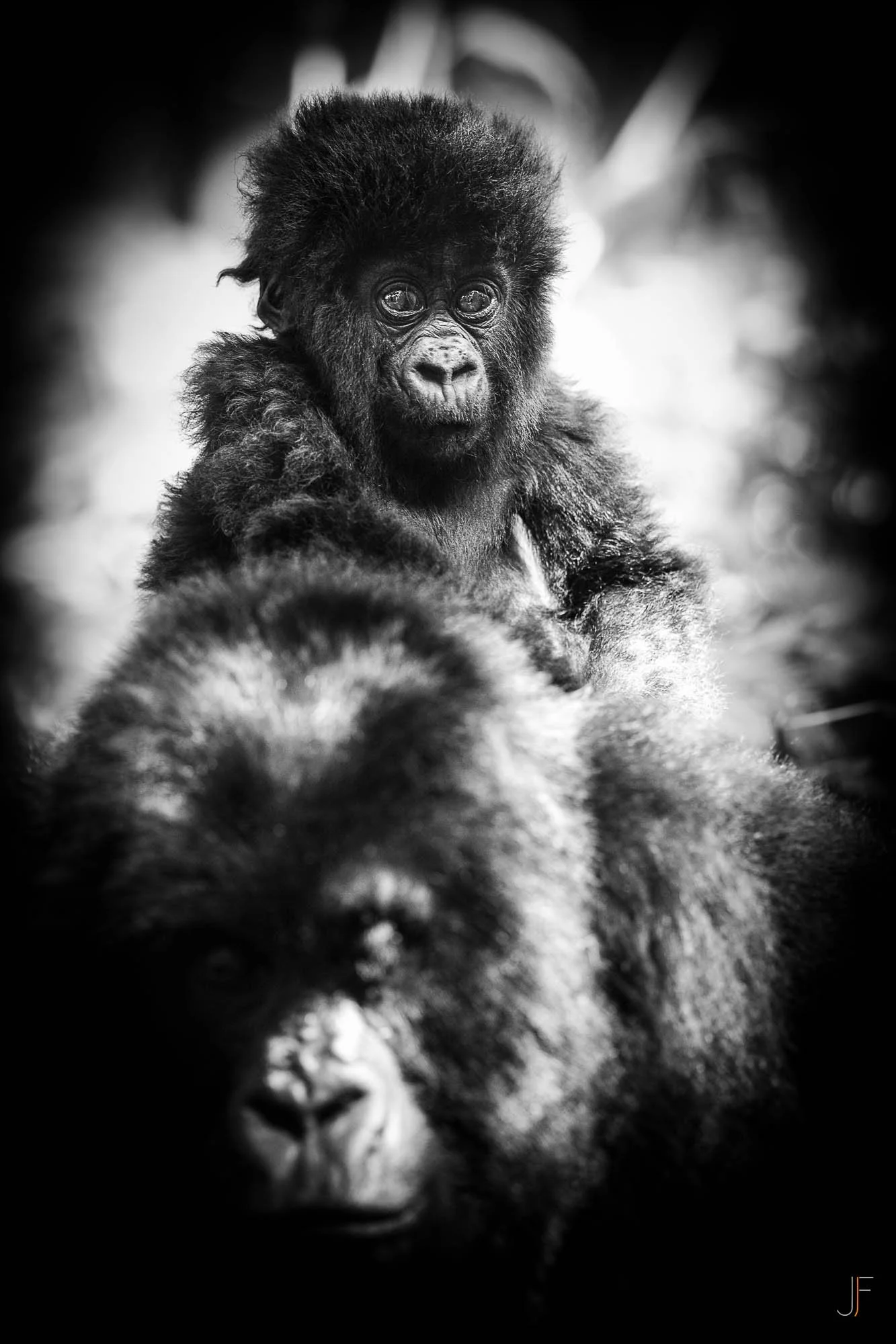 Un bébé gorille noir et blanc regardant directement la caméra, avec un fond flou. L'image met en valeur ses yeux expressifs et sa tête pleine de cheveux.