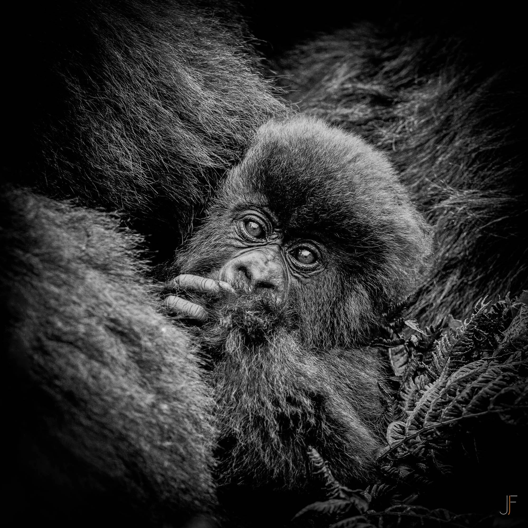 Une photo en noir et blanc d'un jeune gorille câlinant un autre gorille, avec des détails visibles sur leur poil et leurs expressions.