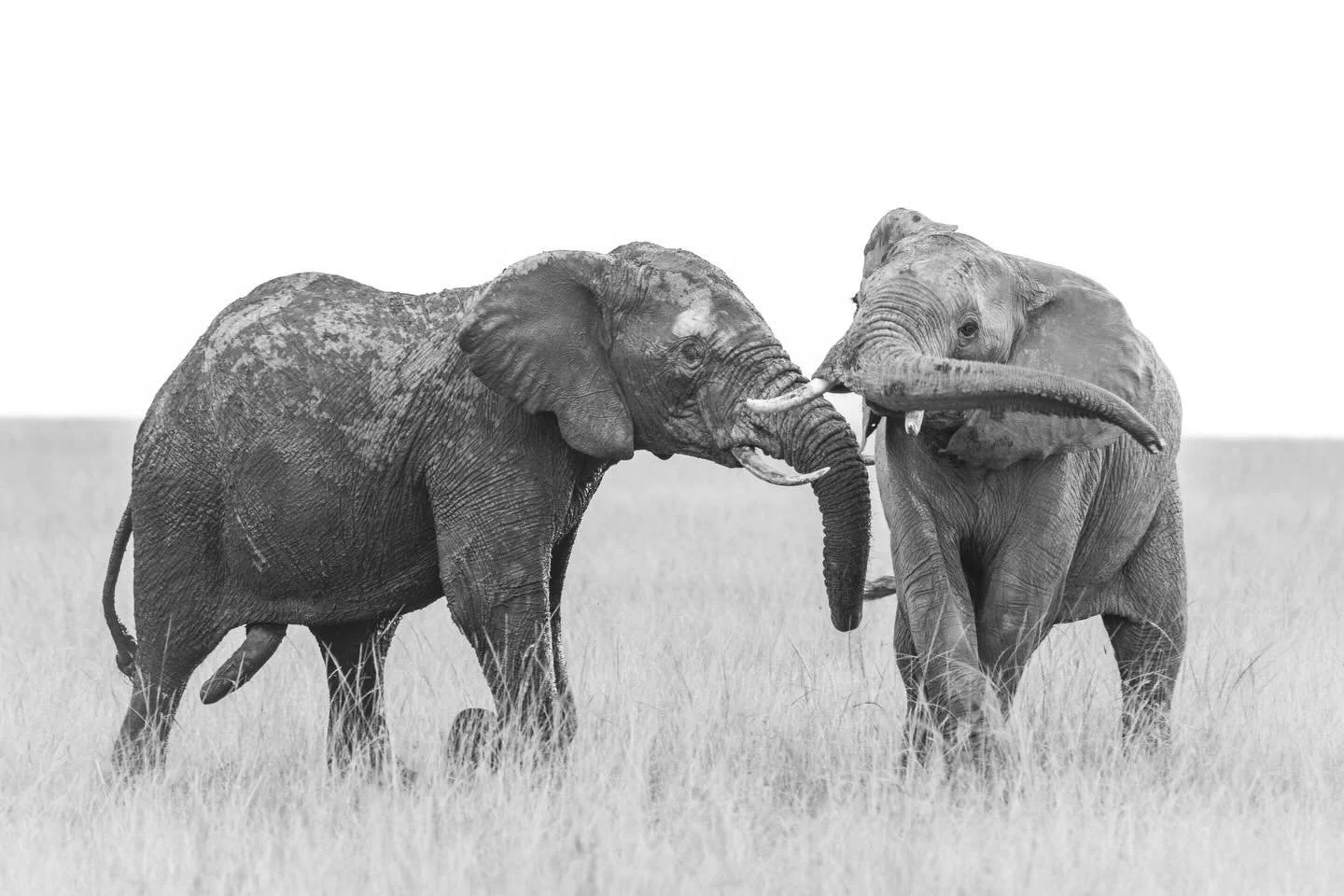 I do not retouch my wildlife photos; I want them to be an artistic reflection of the real world. 
Should I have ?

#philosophicalquestions #puritan #nudity #blackandwhitephotography #elephants