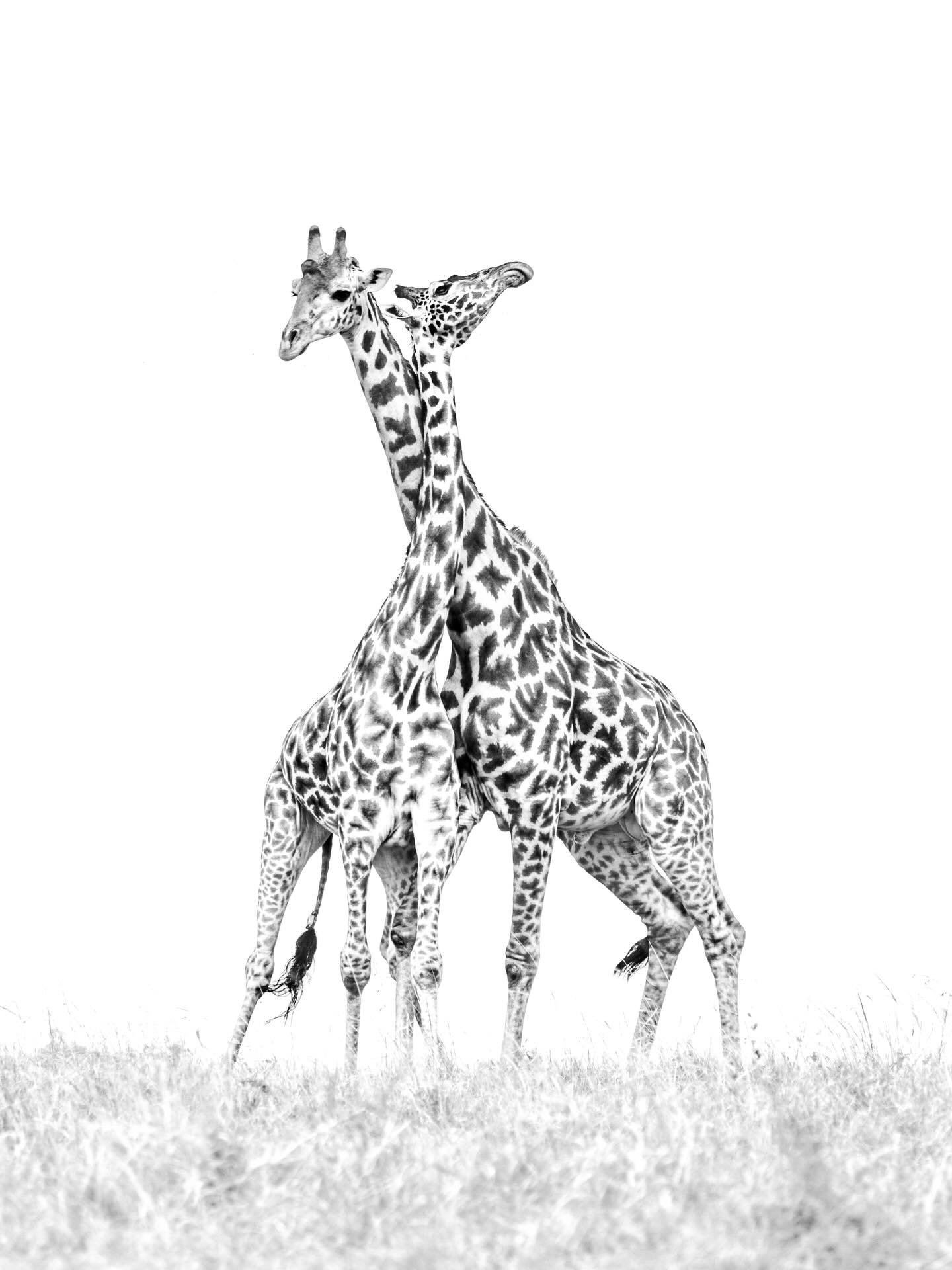 Two lines. A moment. A connection

#fineartphotography #wildliphephotography #blackandwhitephotography #giraffe #naturelover @canonbelgium @canonemeapro