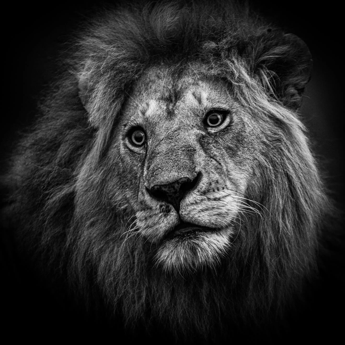 One look. One story. One legend. 

#lionportrait #wildliphotography #bigcats #bnwphotography #wildlifeonearth🌎