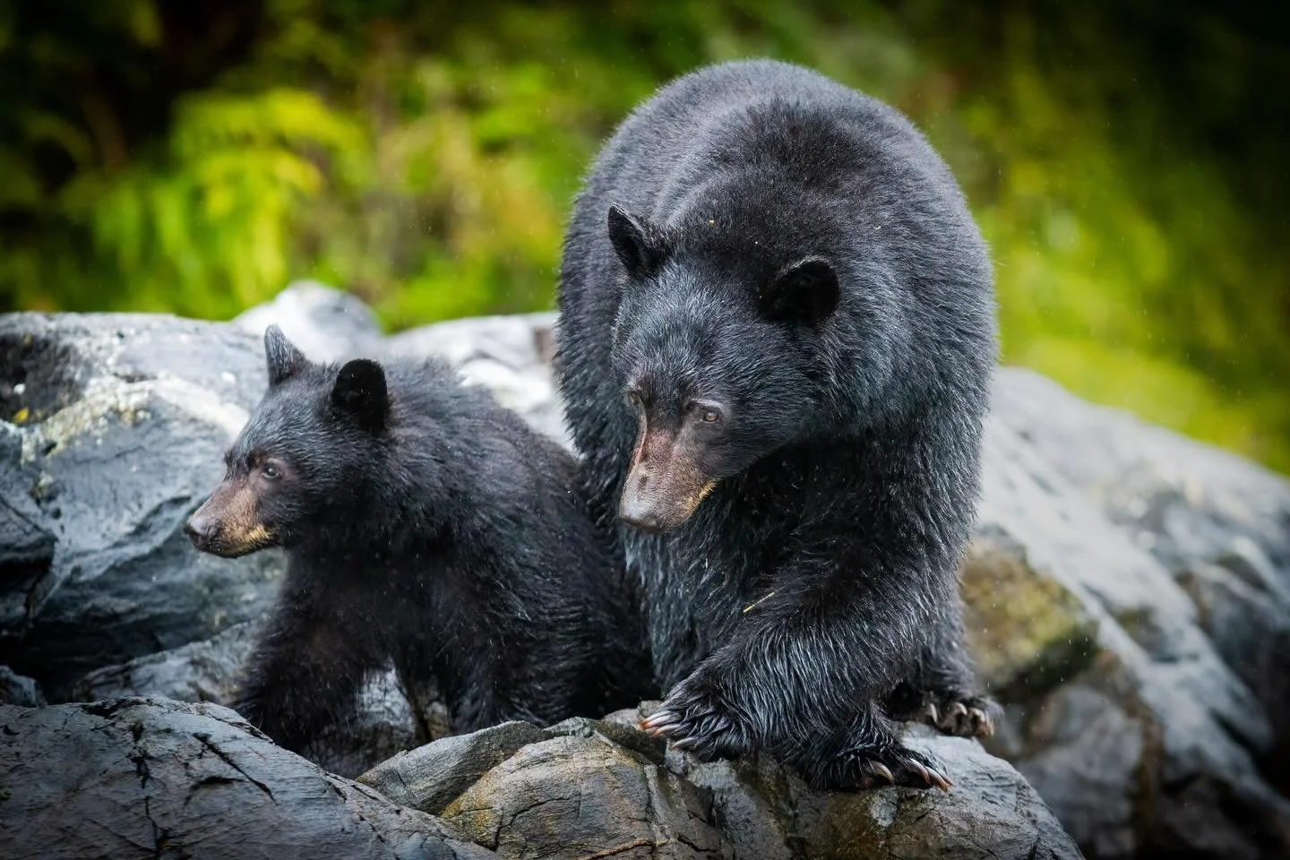 First lessons of the forest 🐻

#wildlifephotography #wildlifeonearth #blackbear #naturephotography #family @canonbelgium @canonemeapro
